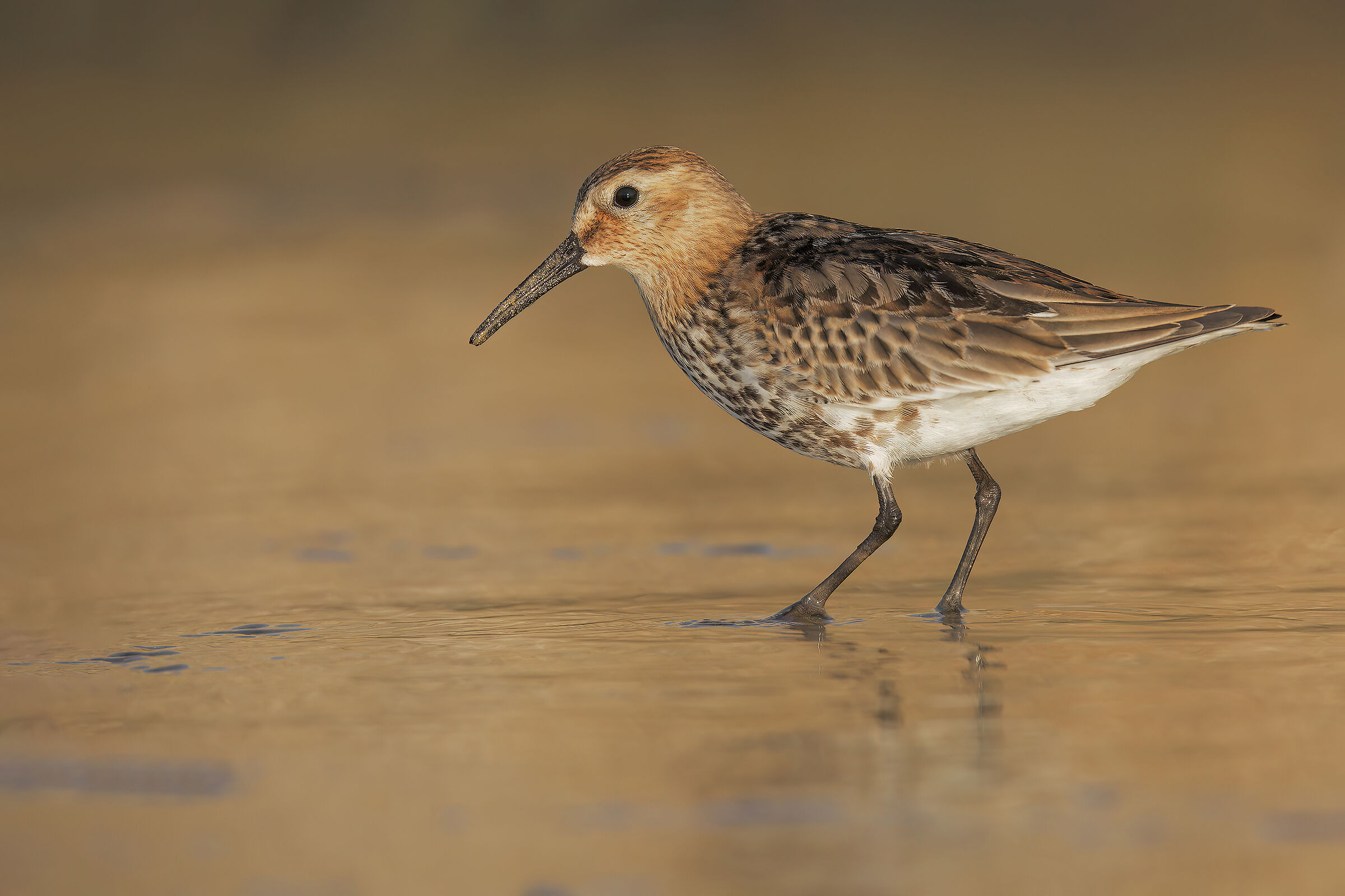 Piovanello pancianera nell'oro
