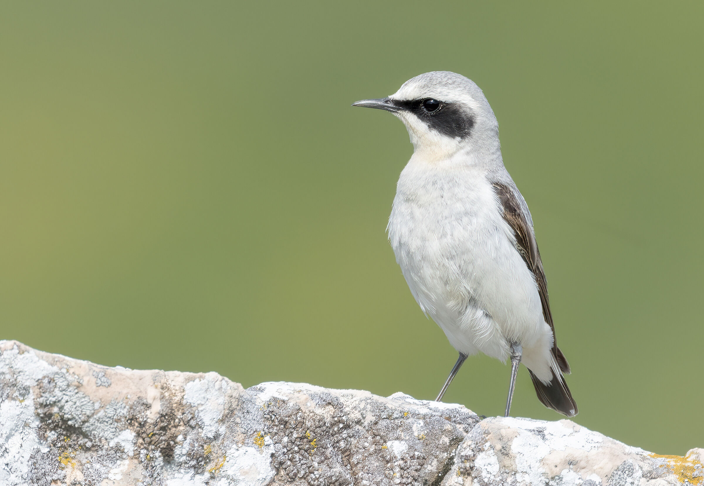 un culbianco sulla roccia bianca