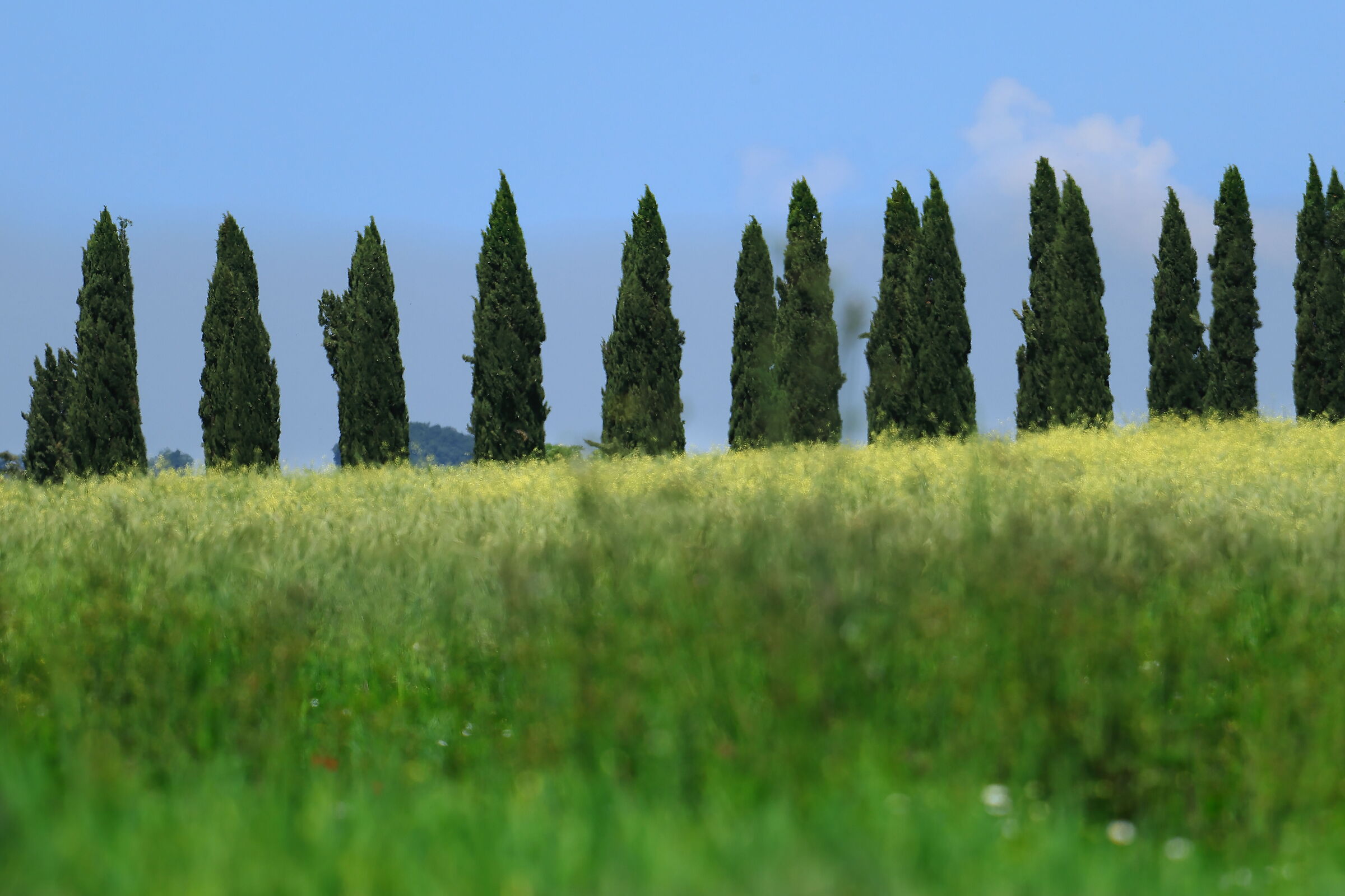 Cipressi