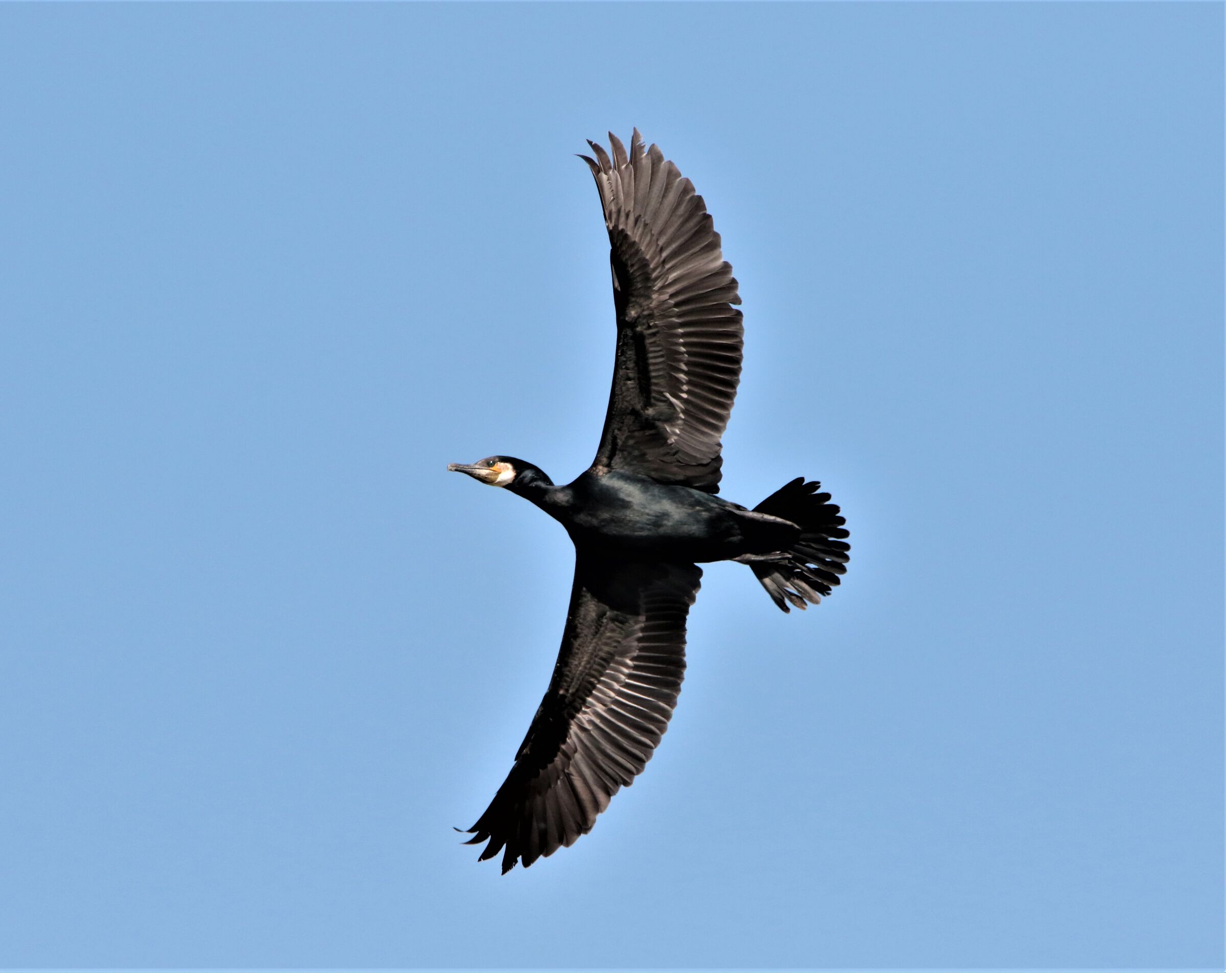 virata del cormorano