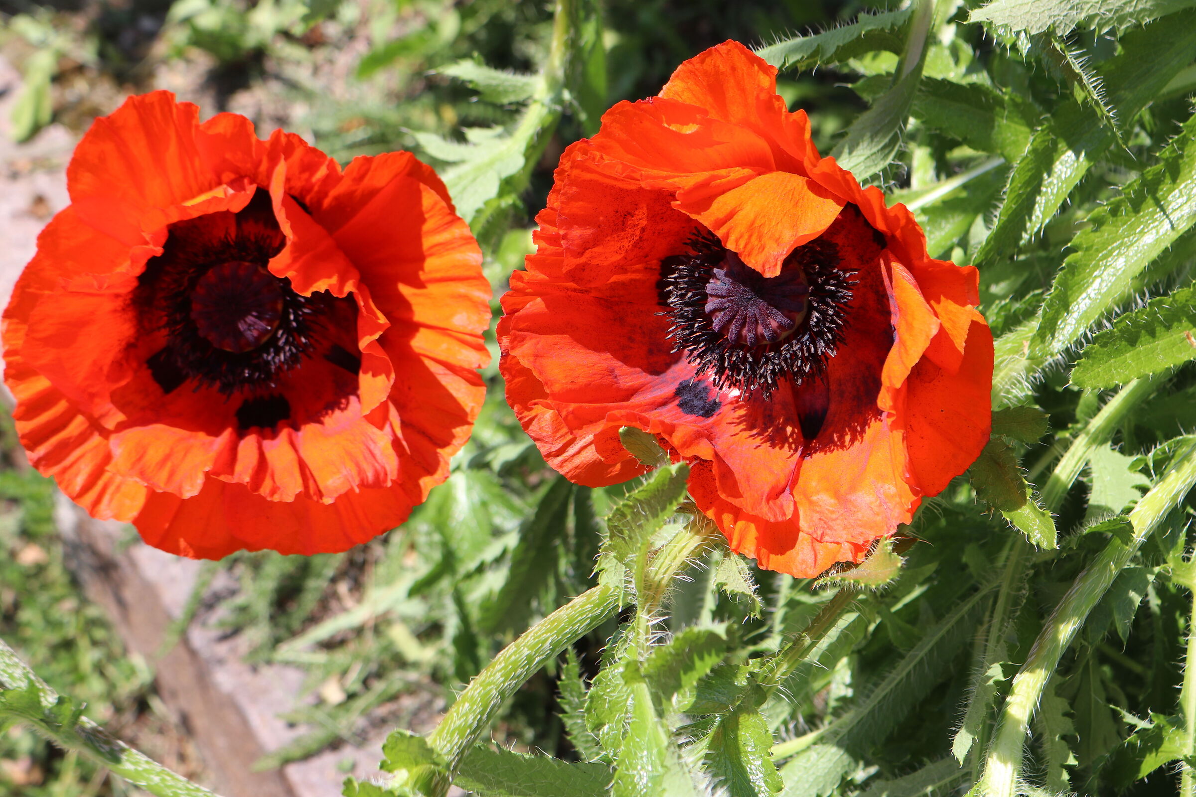 Poppies