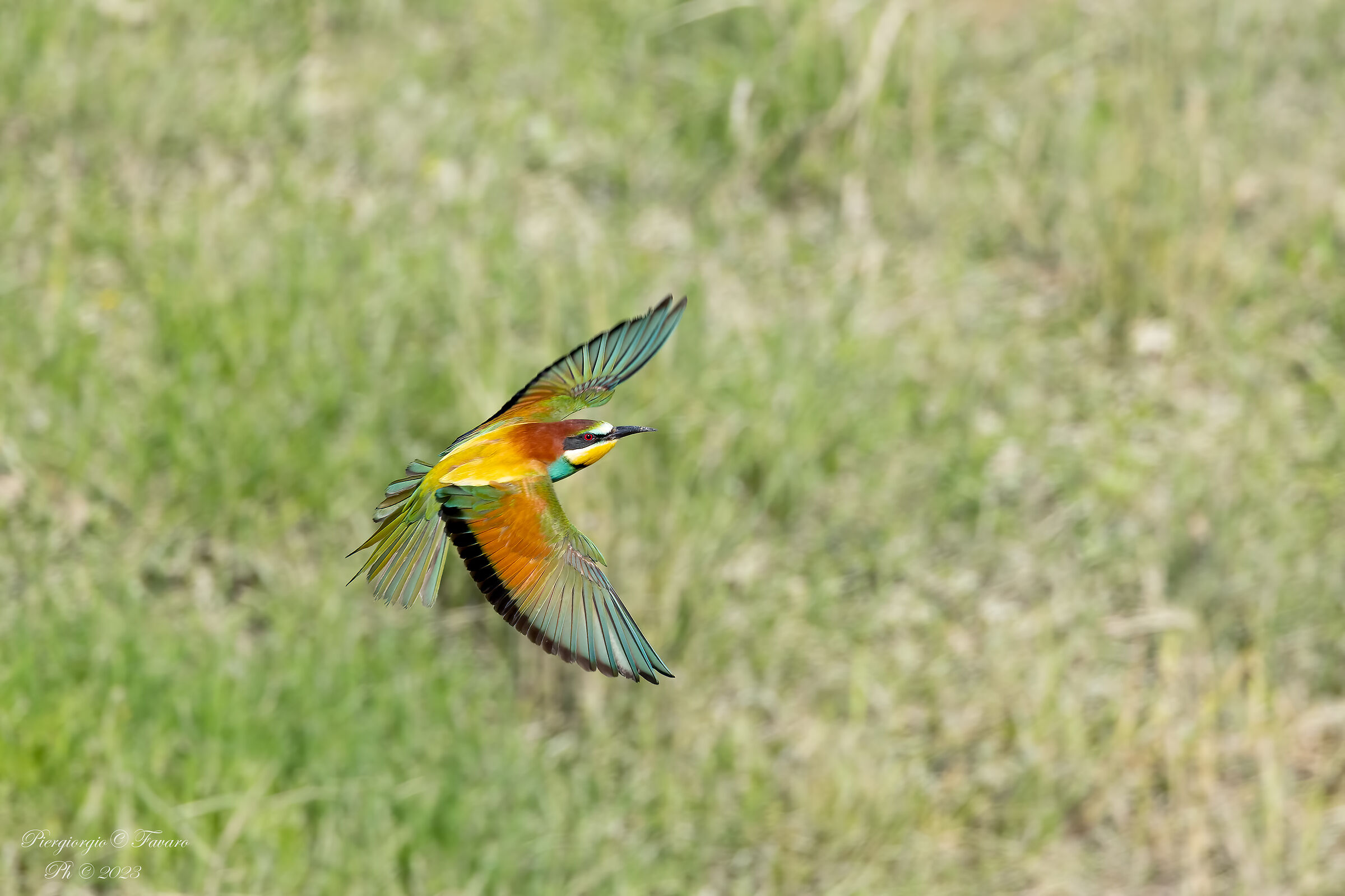 Bee-eater