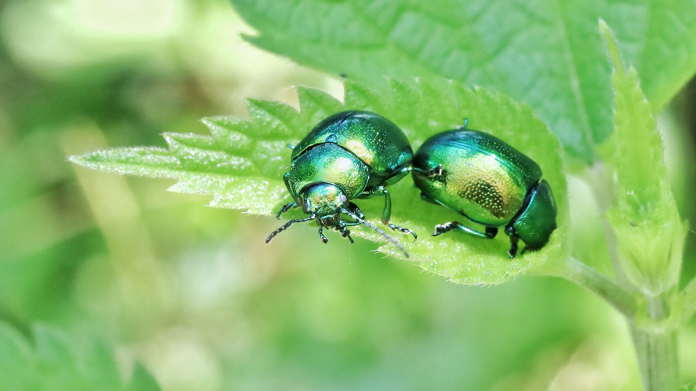 Chrysolina herbacea