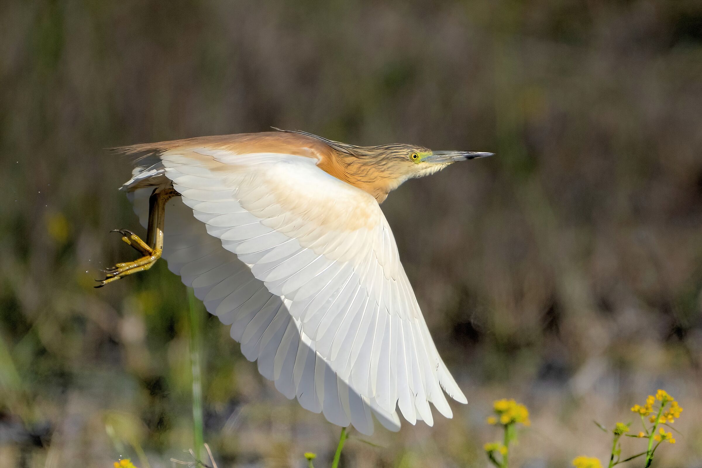 Sgarza ciuffetto (Ardeola ralloides)