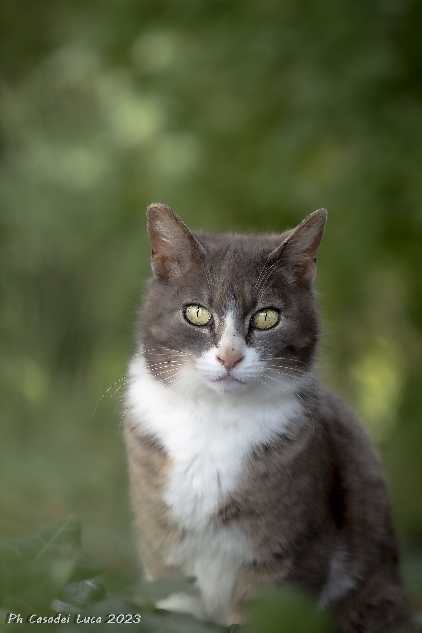Cat