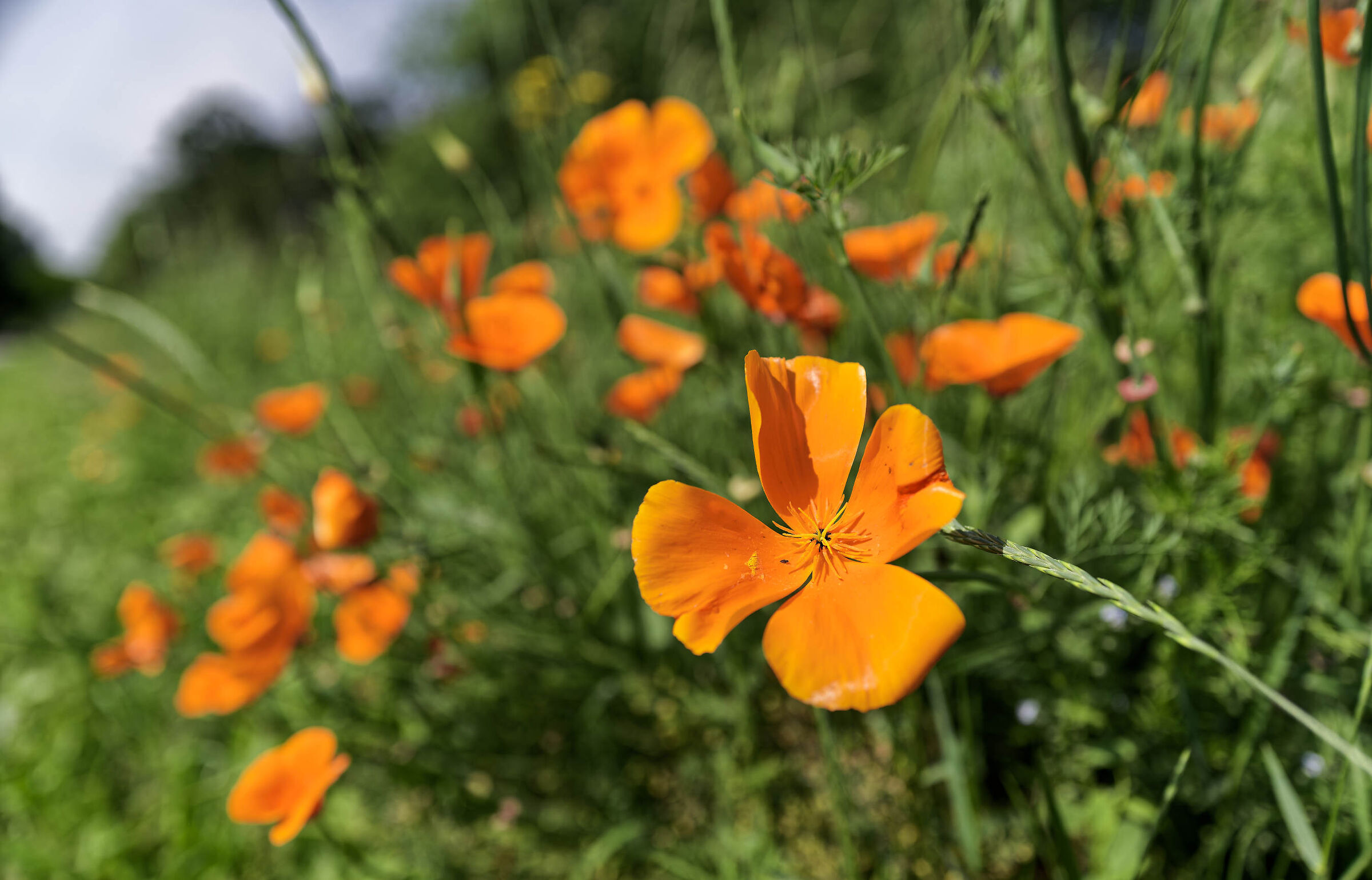Orange poppies