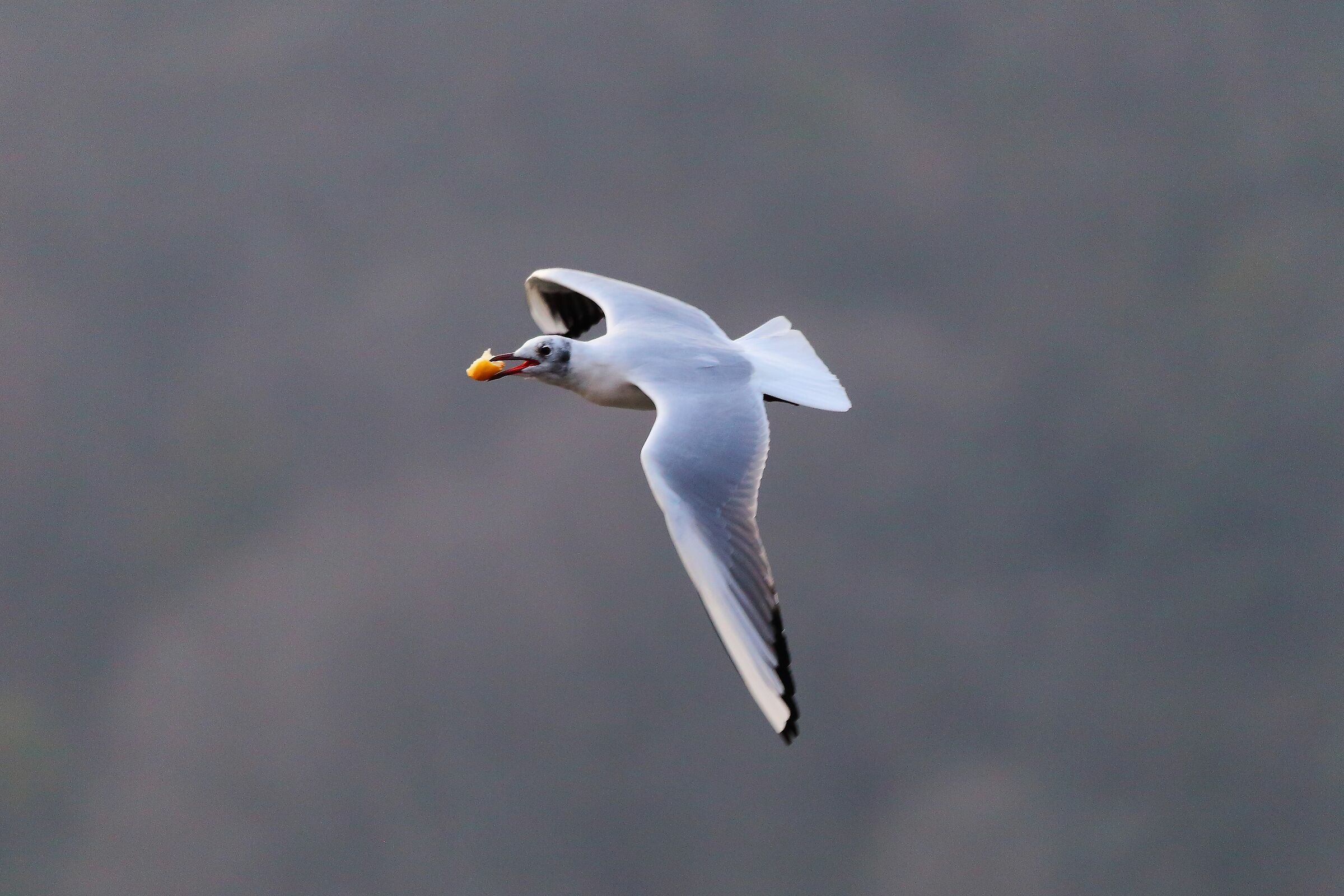 Gabbiano C 20 febbraio 2023