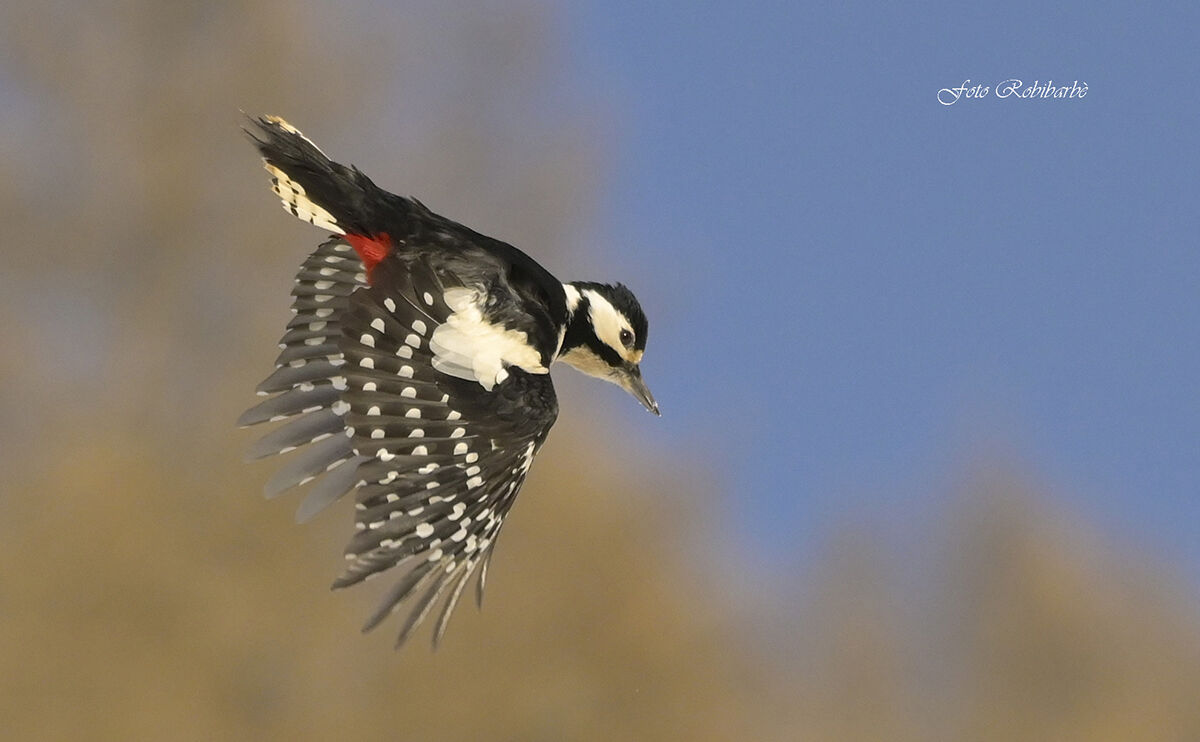 Il Picchio in picchiata...