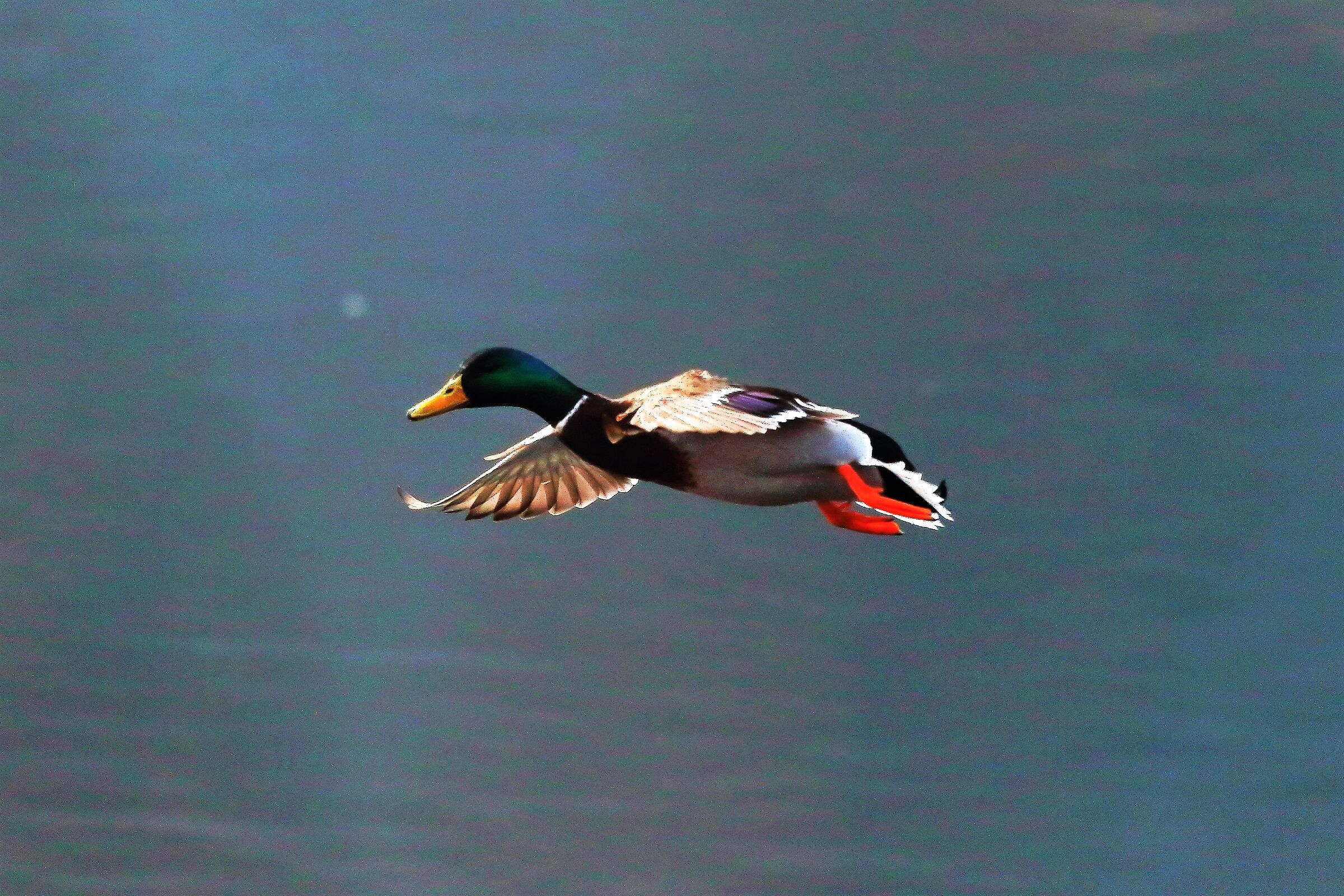 Germano 20 febbraio 2023