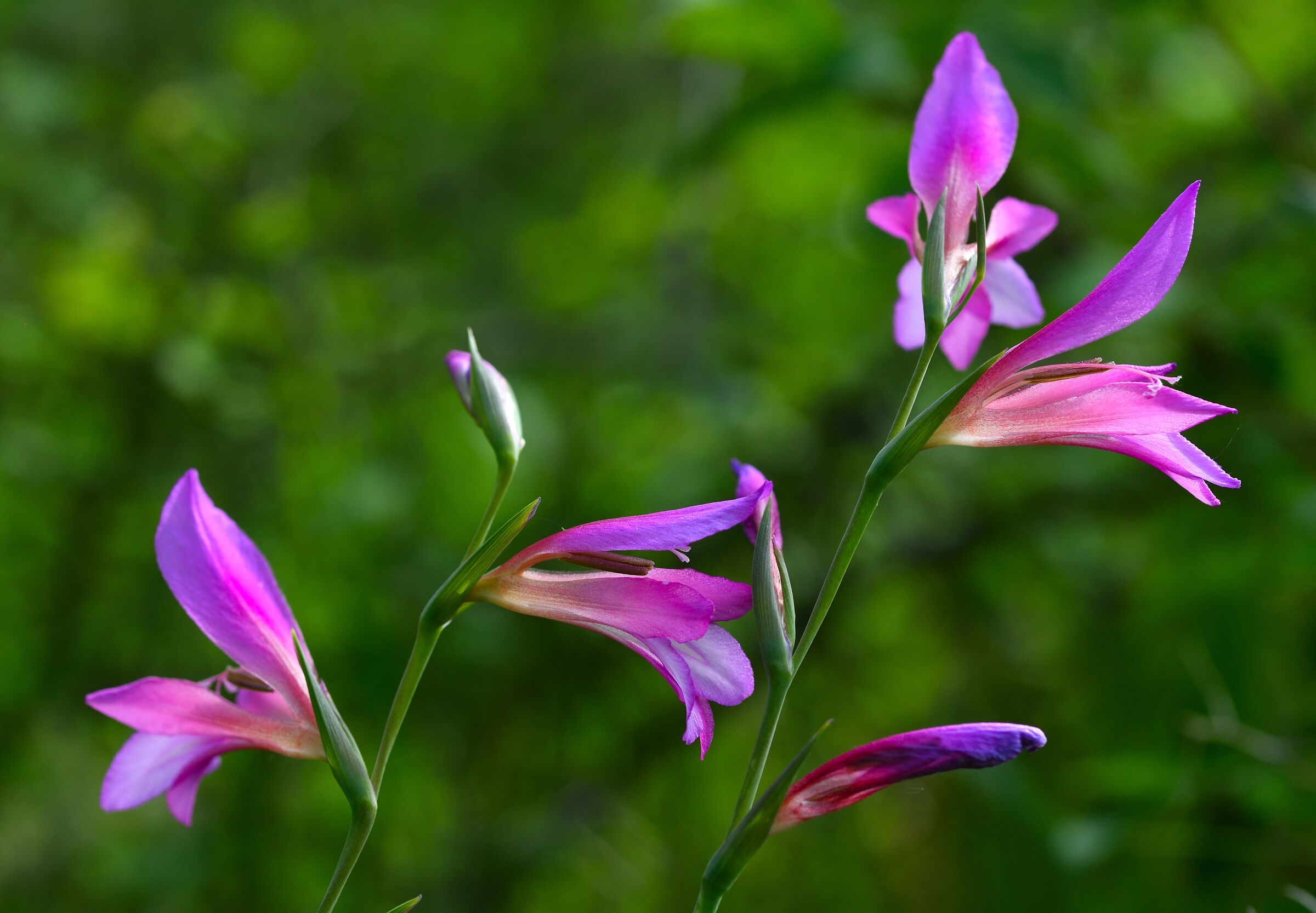 Gladioli