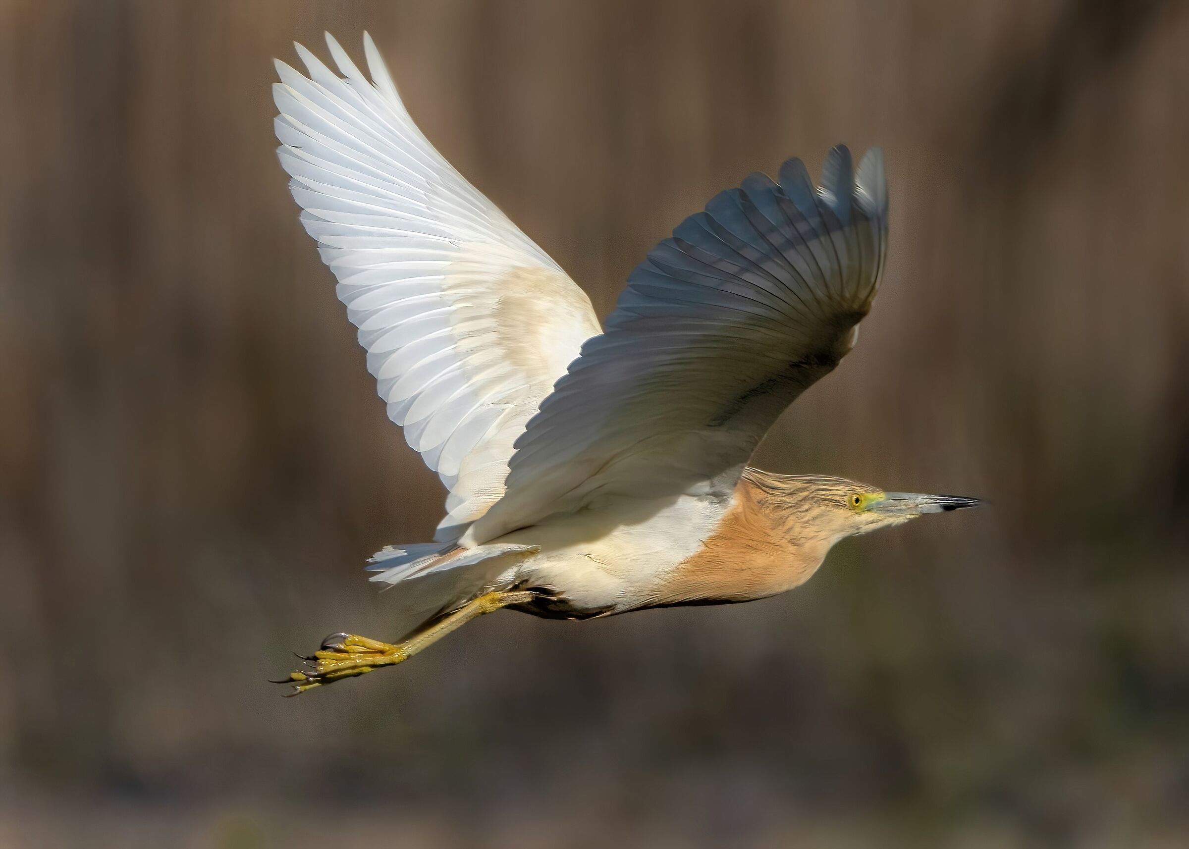 Little bittern (Ixobrychus minutus)