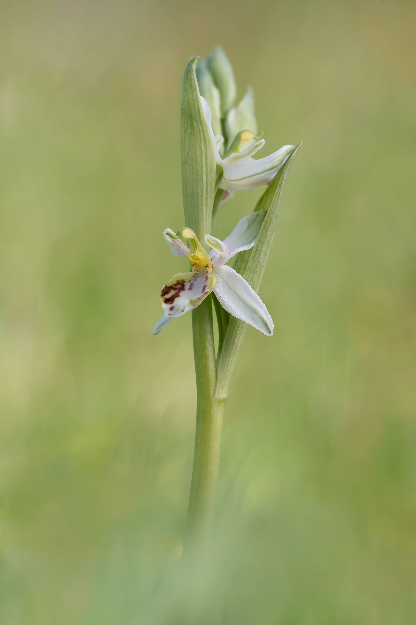 Ophrys Apifera var. renatae