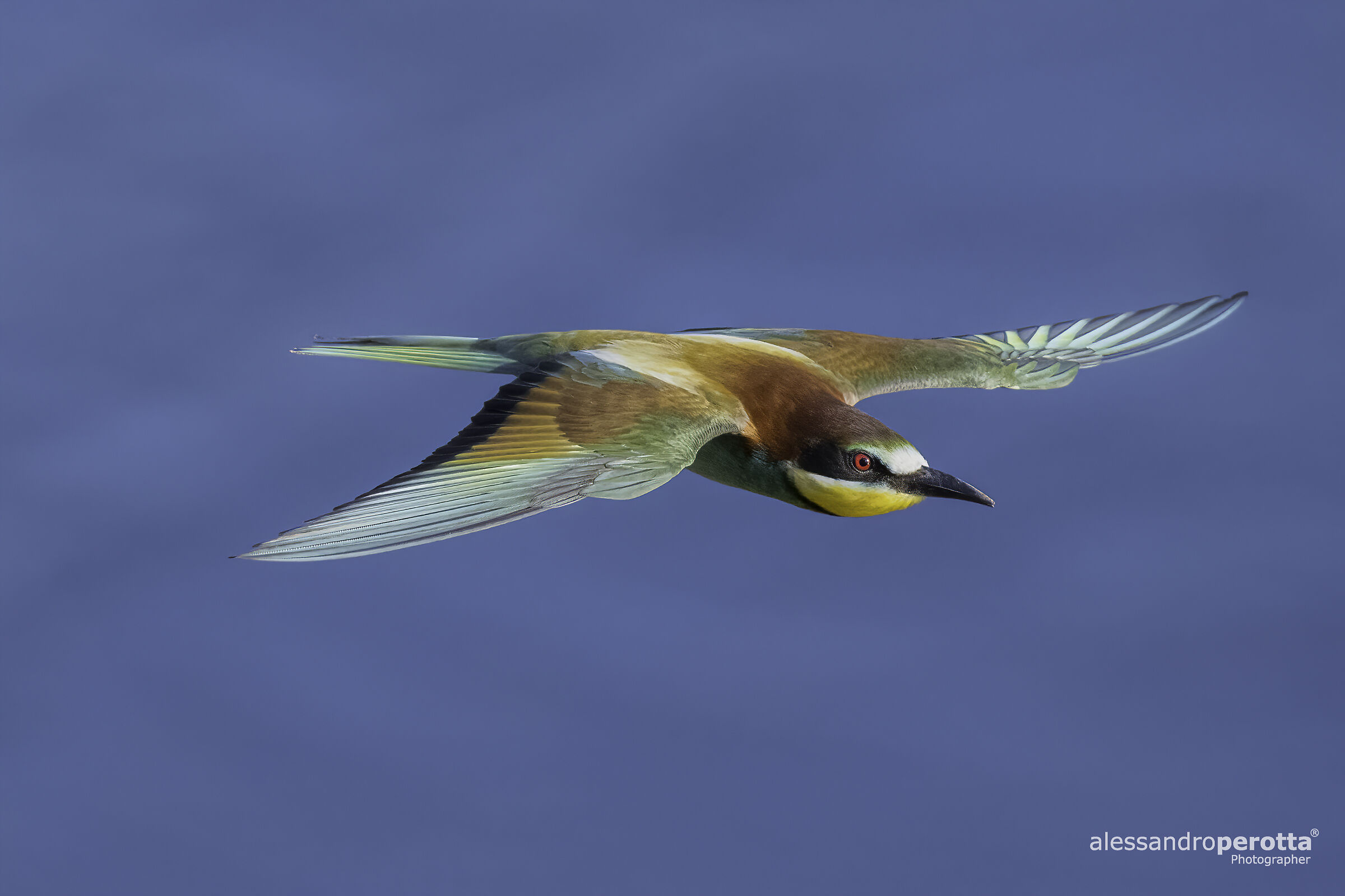 Merops apiaster