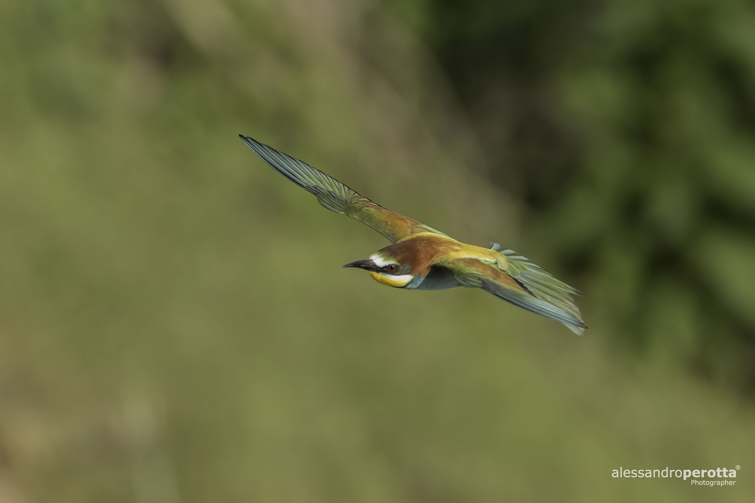 Merops apiaster