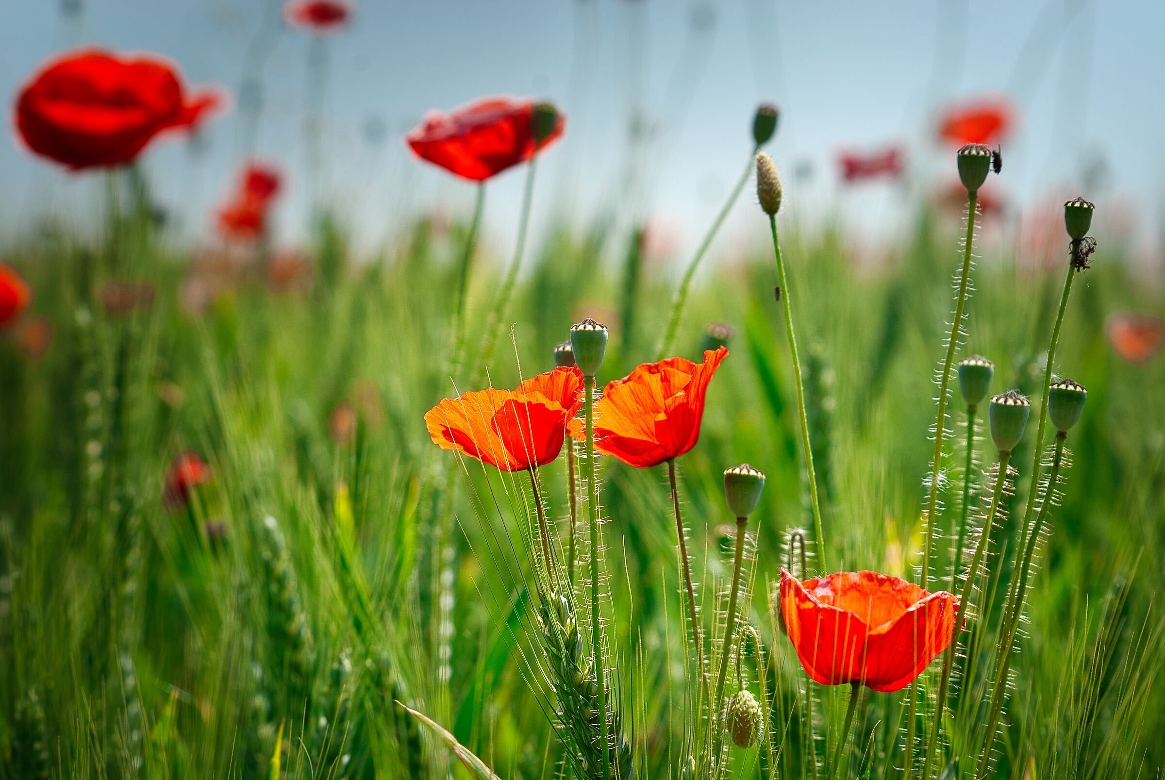 Poppies 2