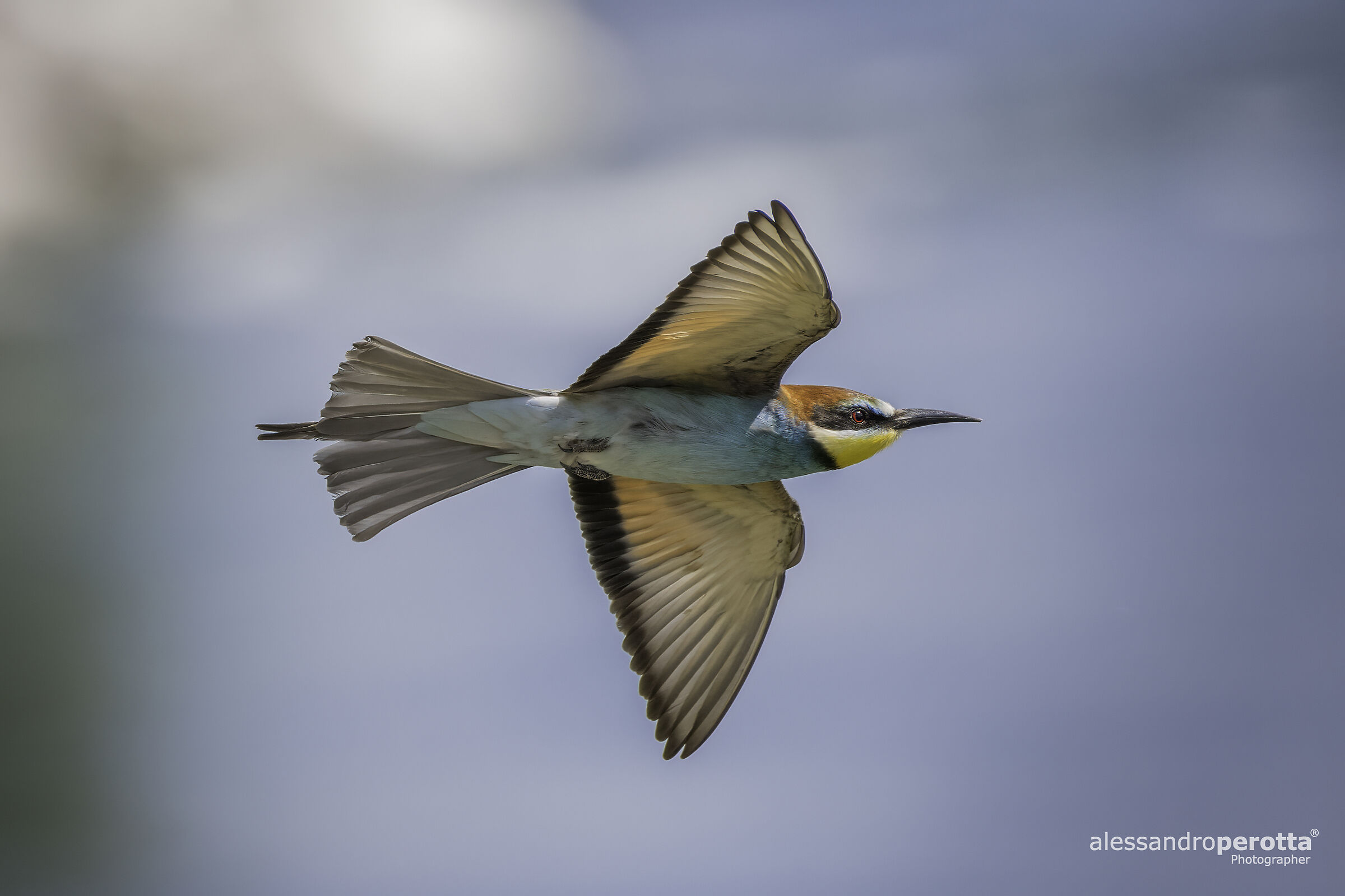 Merops apiaster