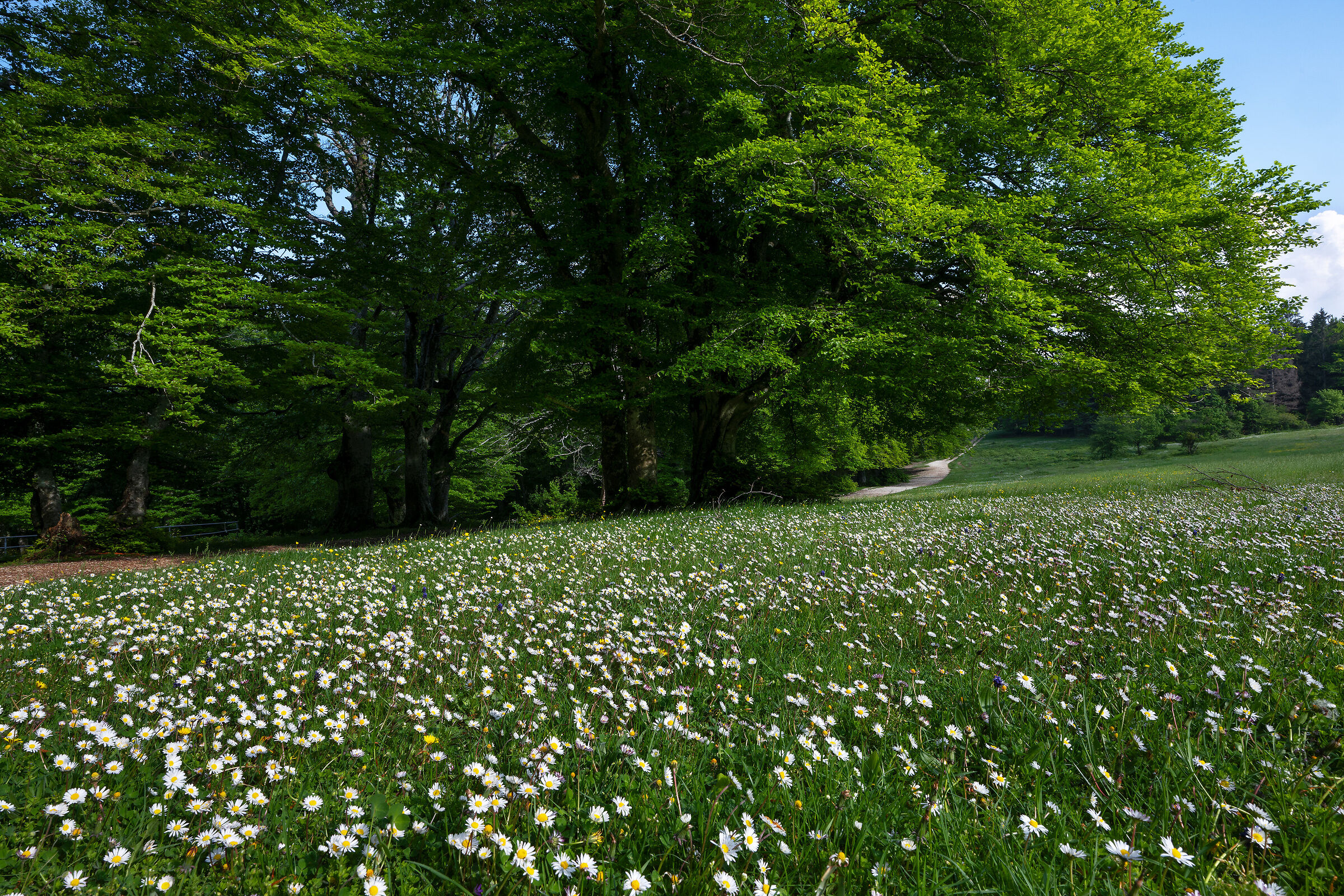 Faggi secolari di Canfaito