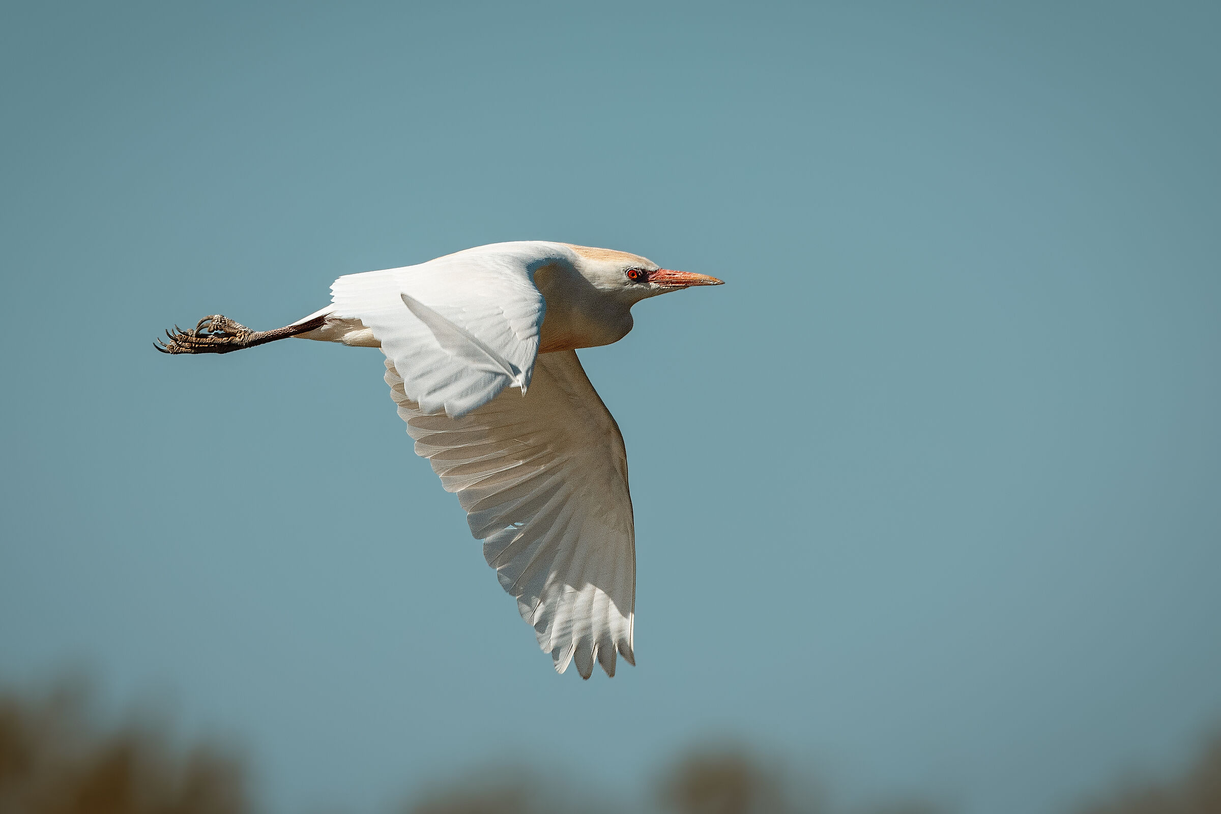 Cattle egret