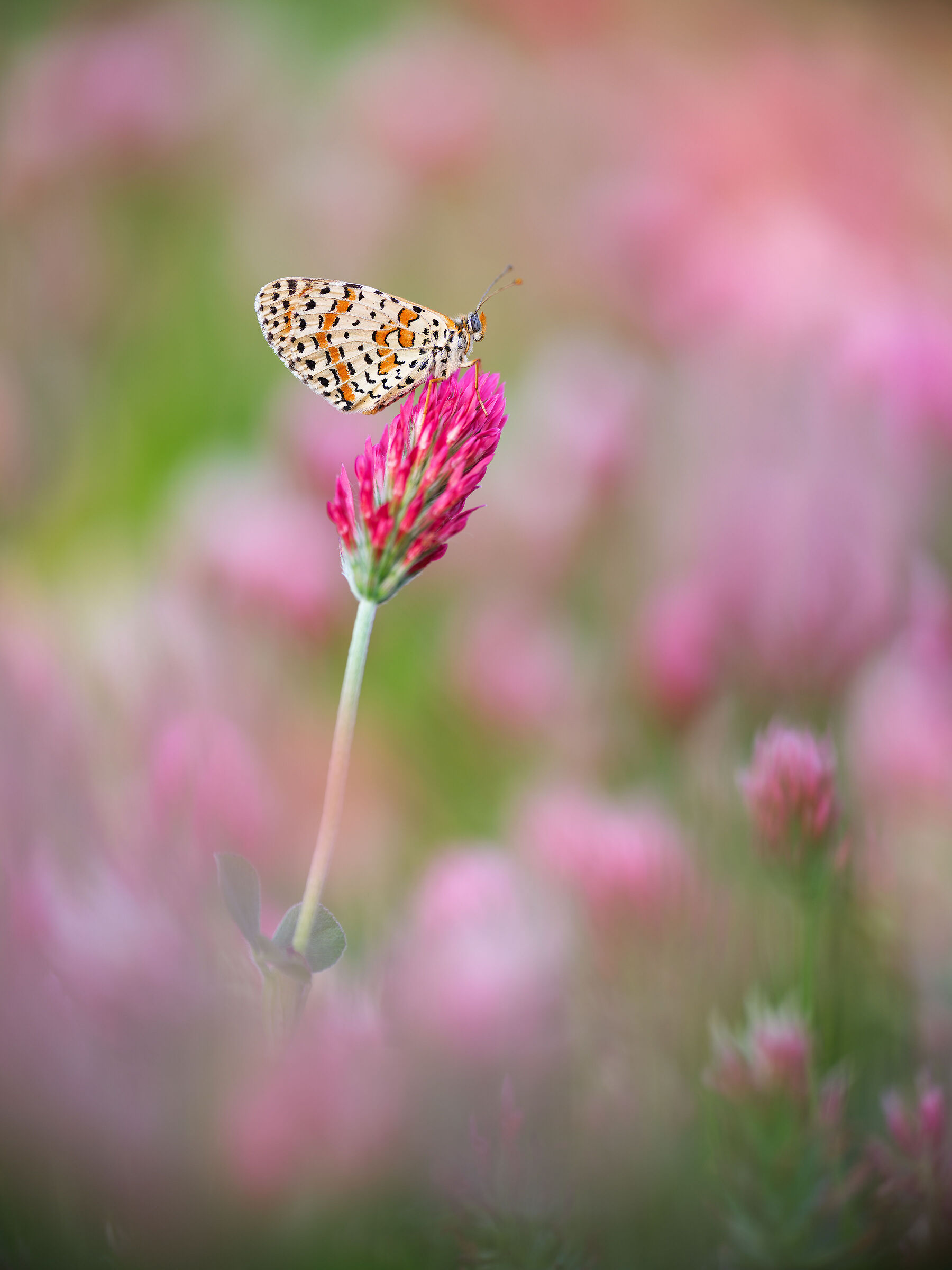 Melitaea didyma