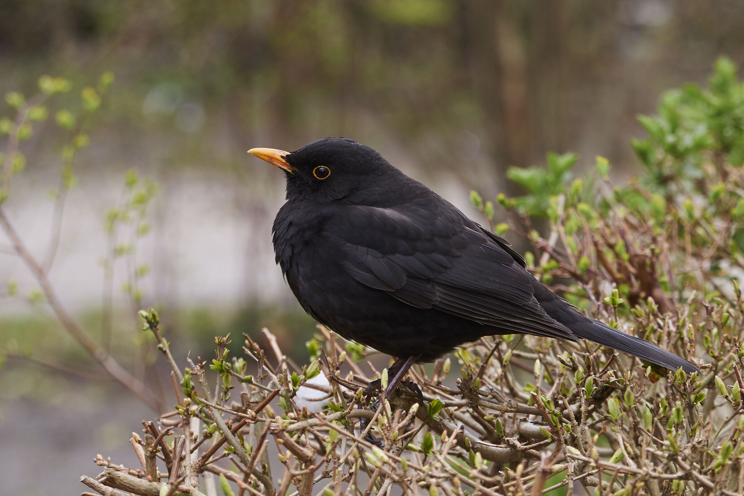 Common Blackbird