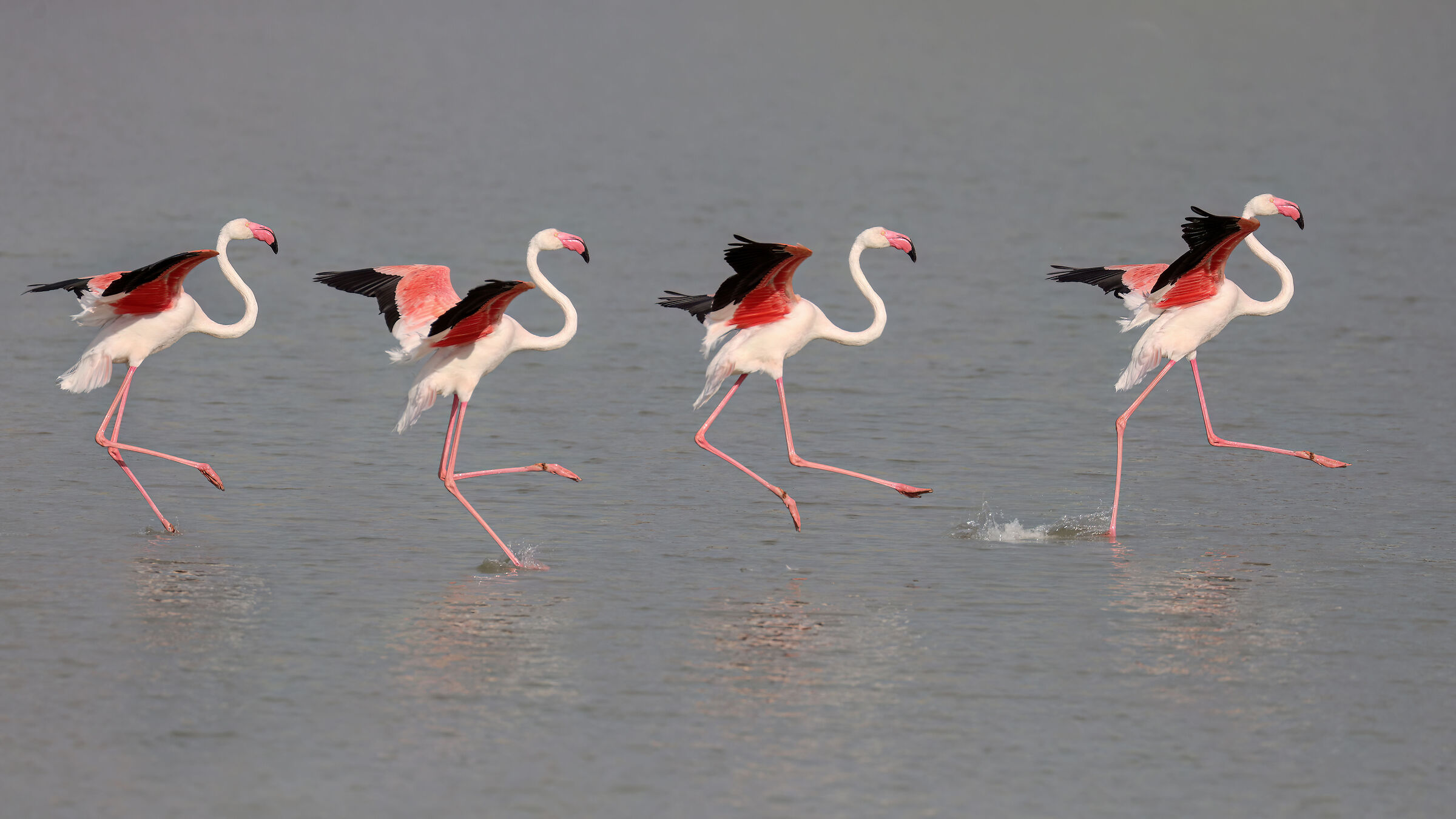 A two three four ... Pink flamingos