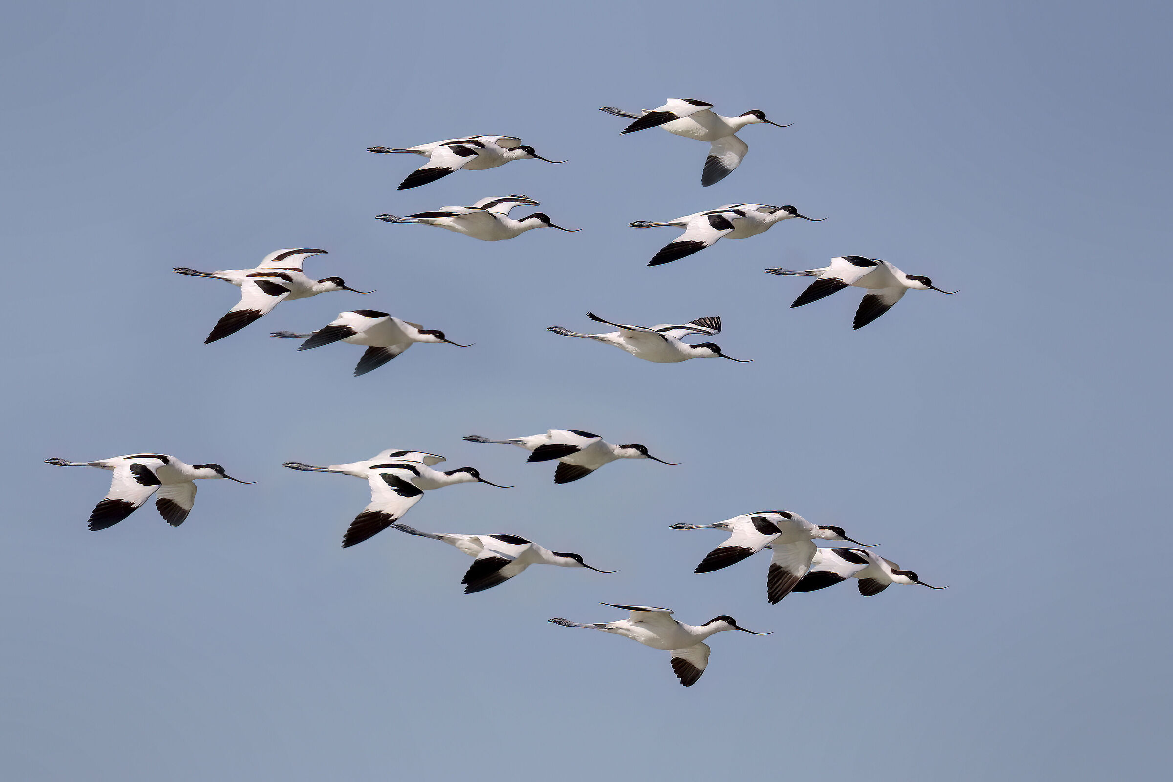 Avocets