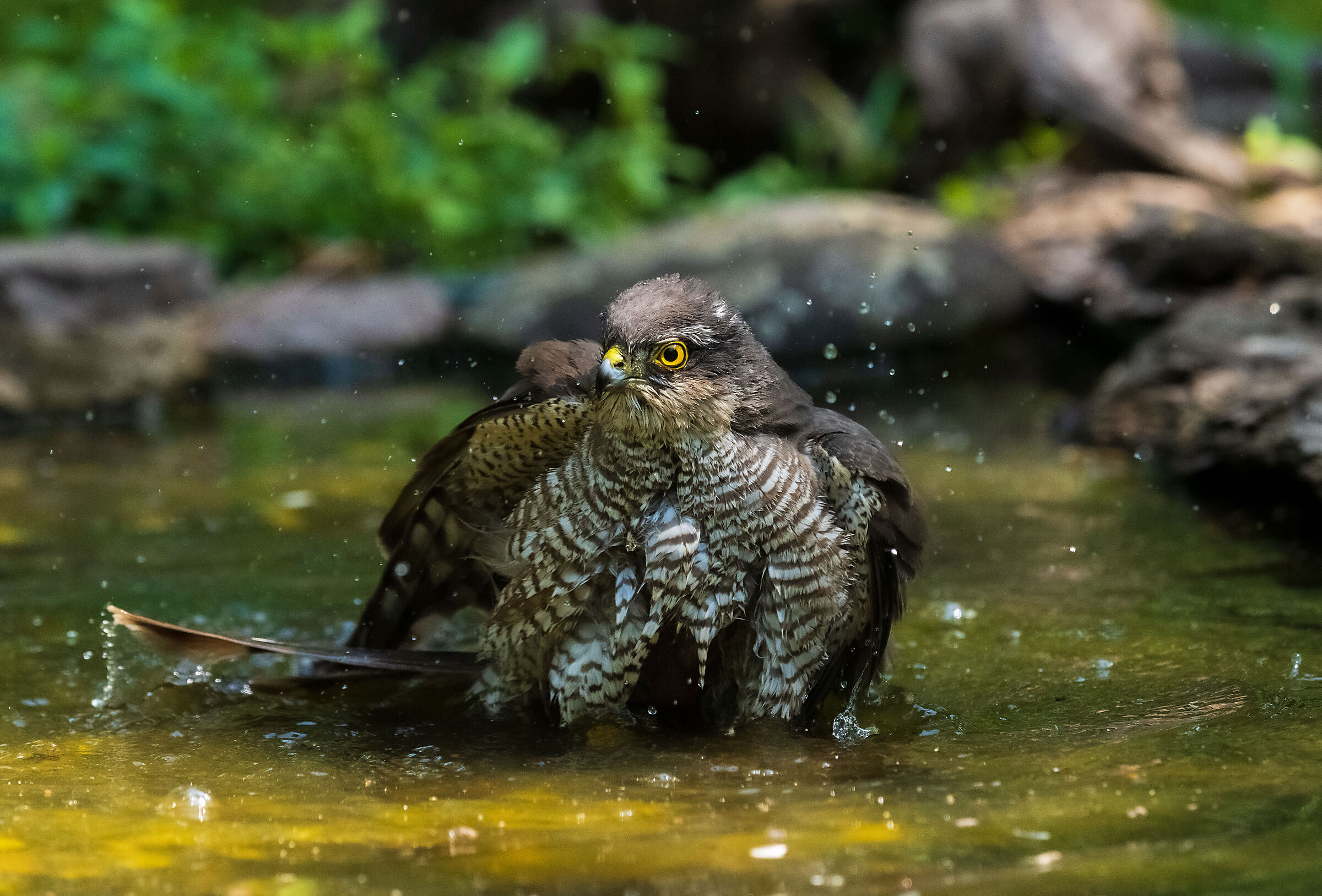 female sparrow hawk