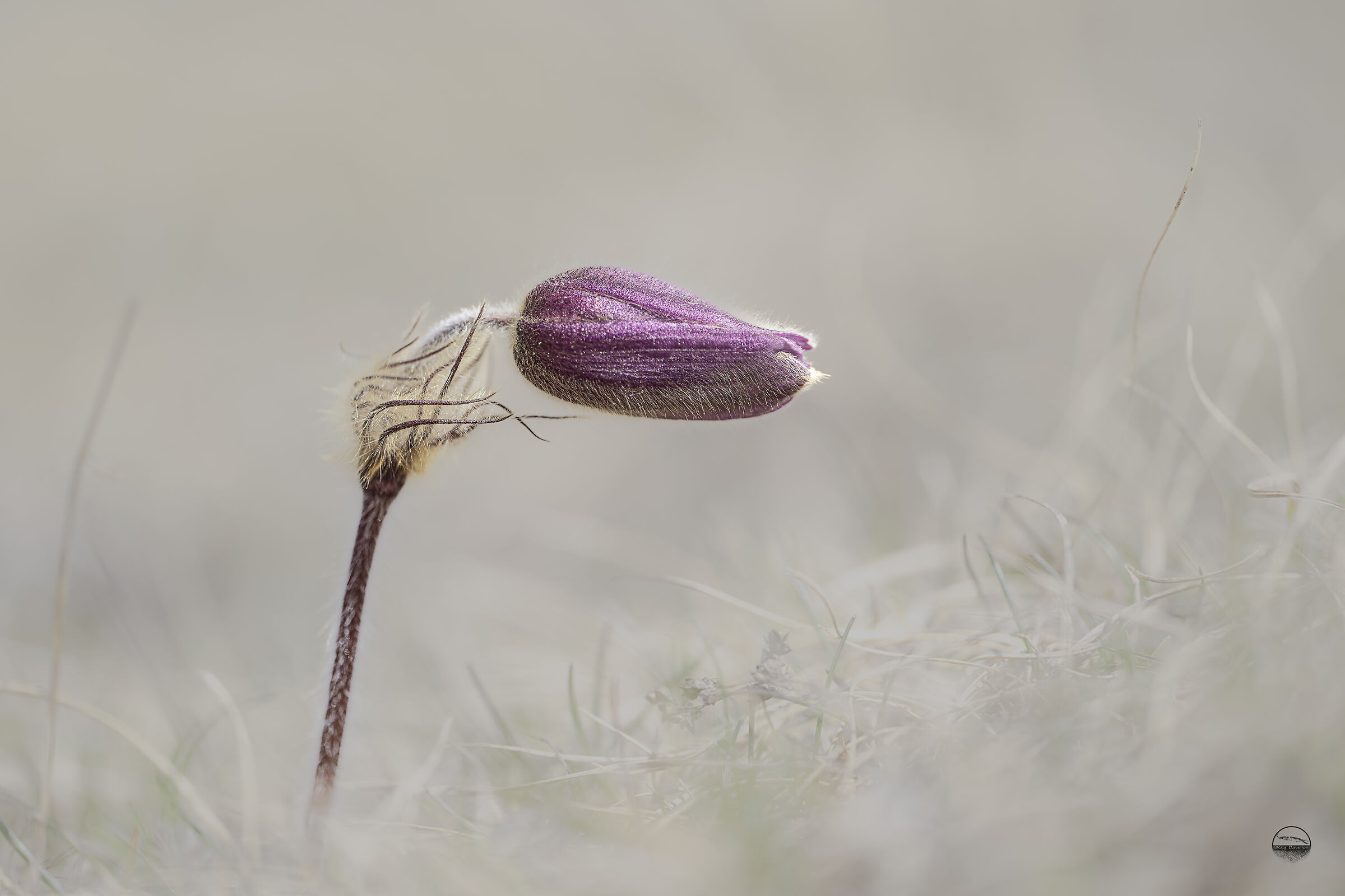 Pulmatilla alpina