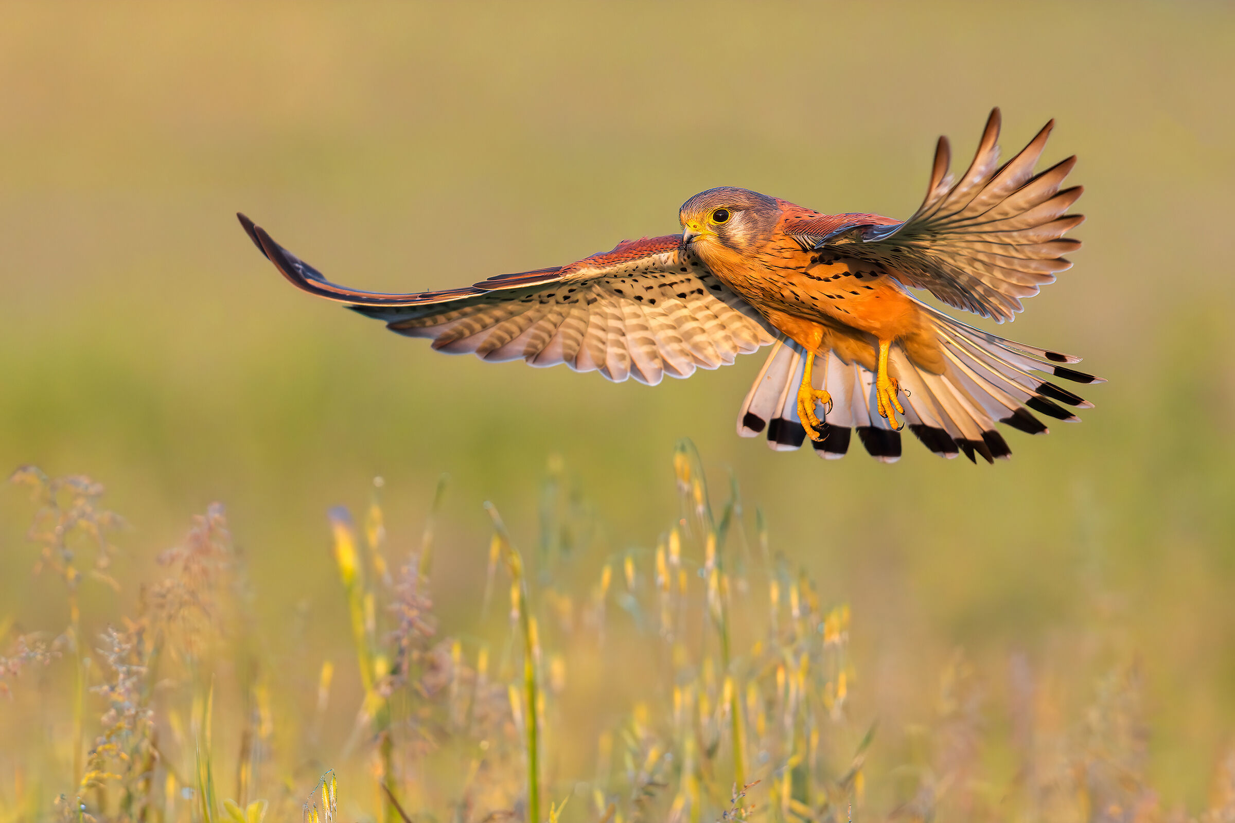 Sorvolare il Maggese (Gheppio)