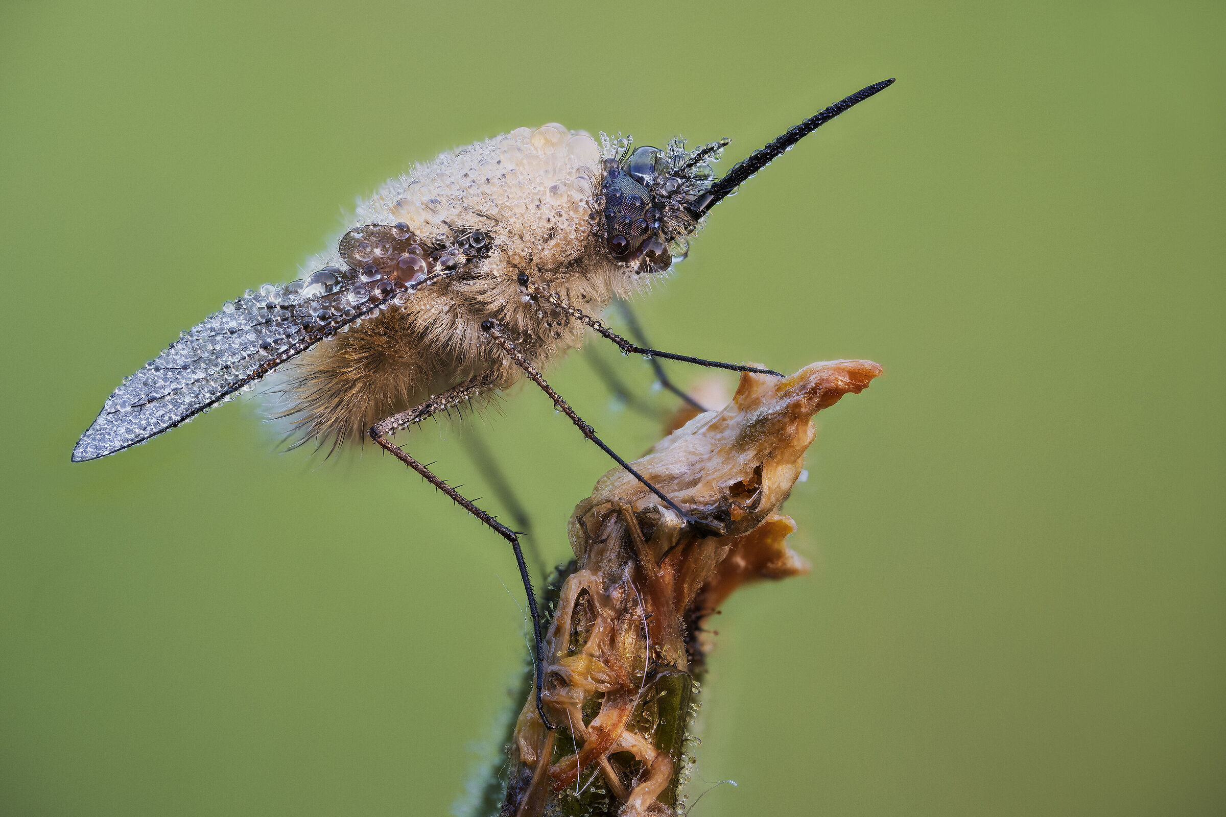 Bombylius major