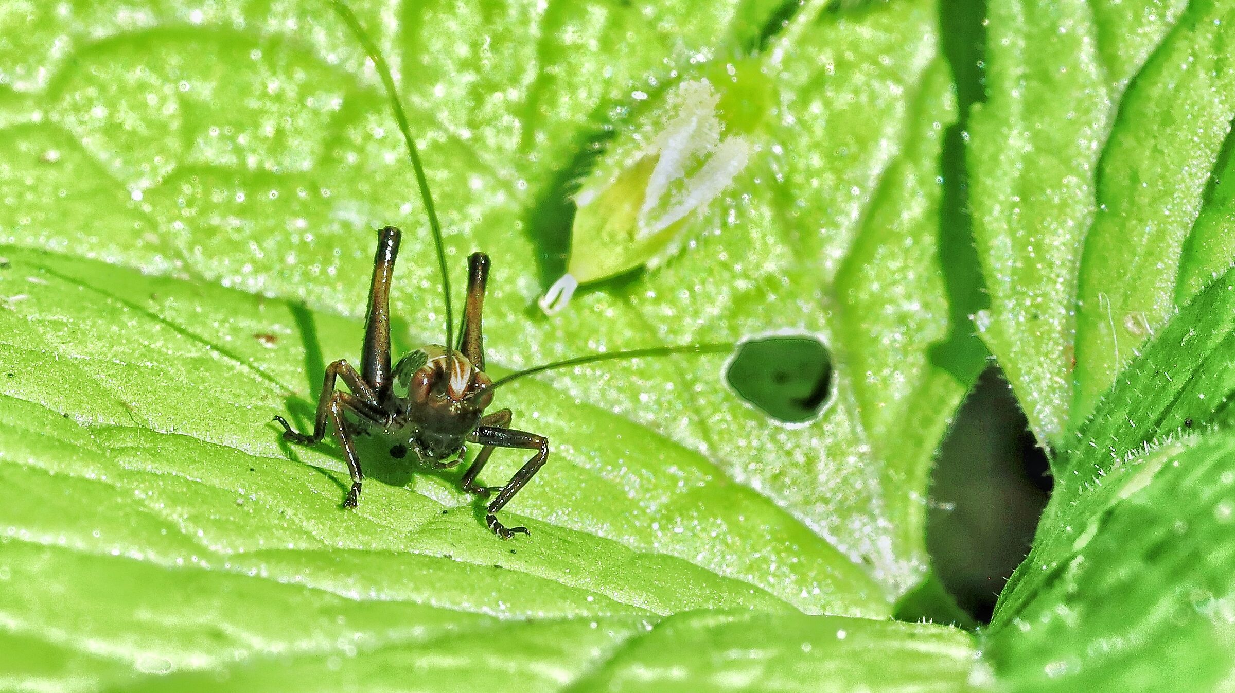 Neanid of Pholidoptera griseoaptera