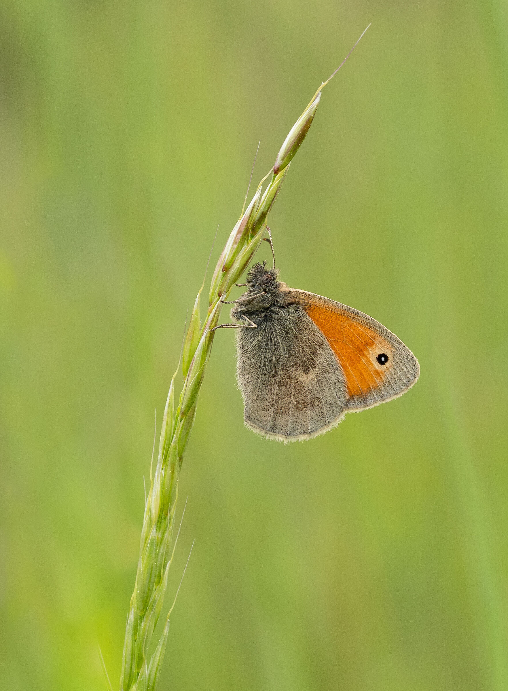Small heath  on a blade of grass