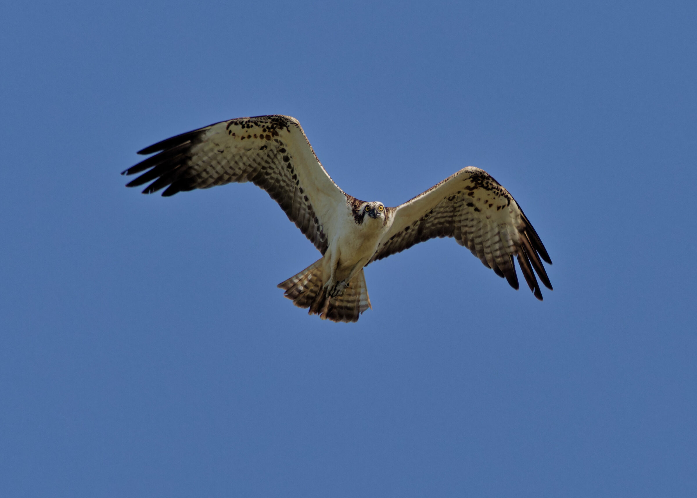 Osprey