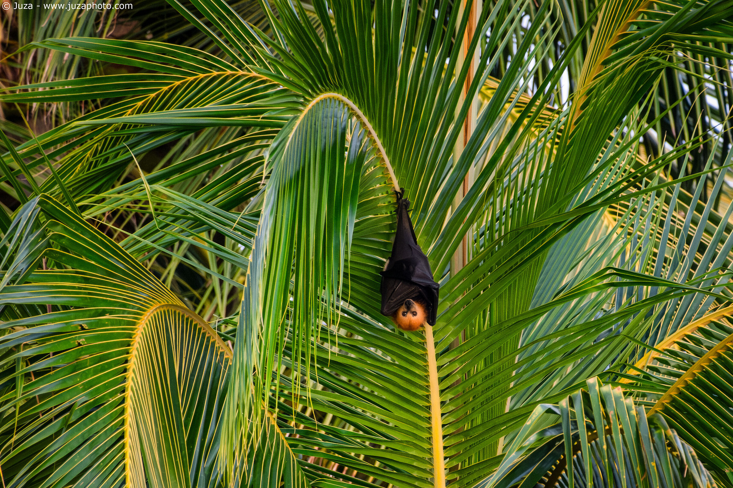 Mauritius flying fox (Pteropus niger)