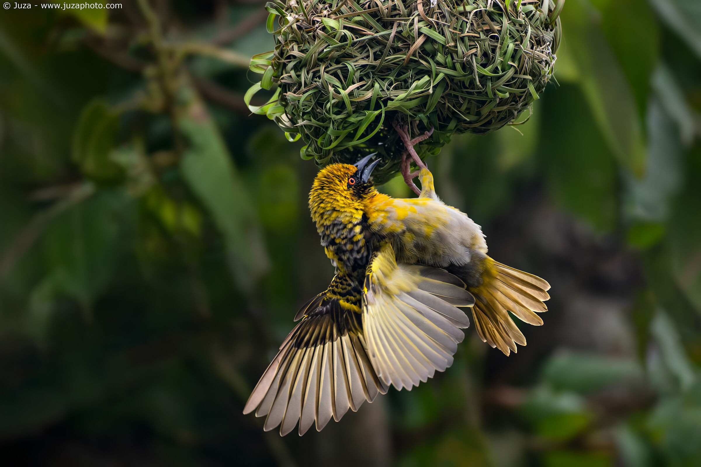 The Weaver and his nest (Ploceus cucullatus)