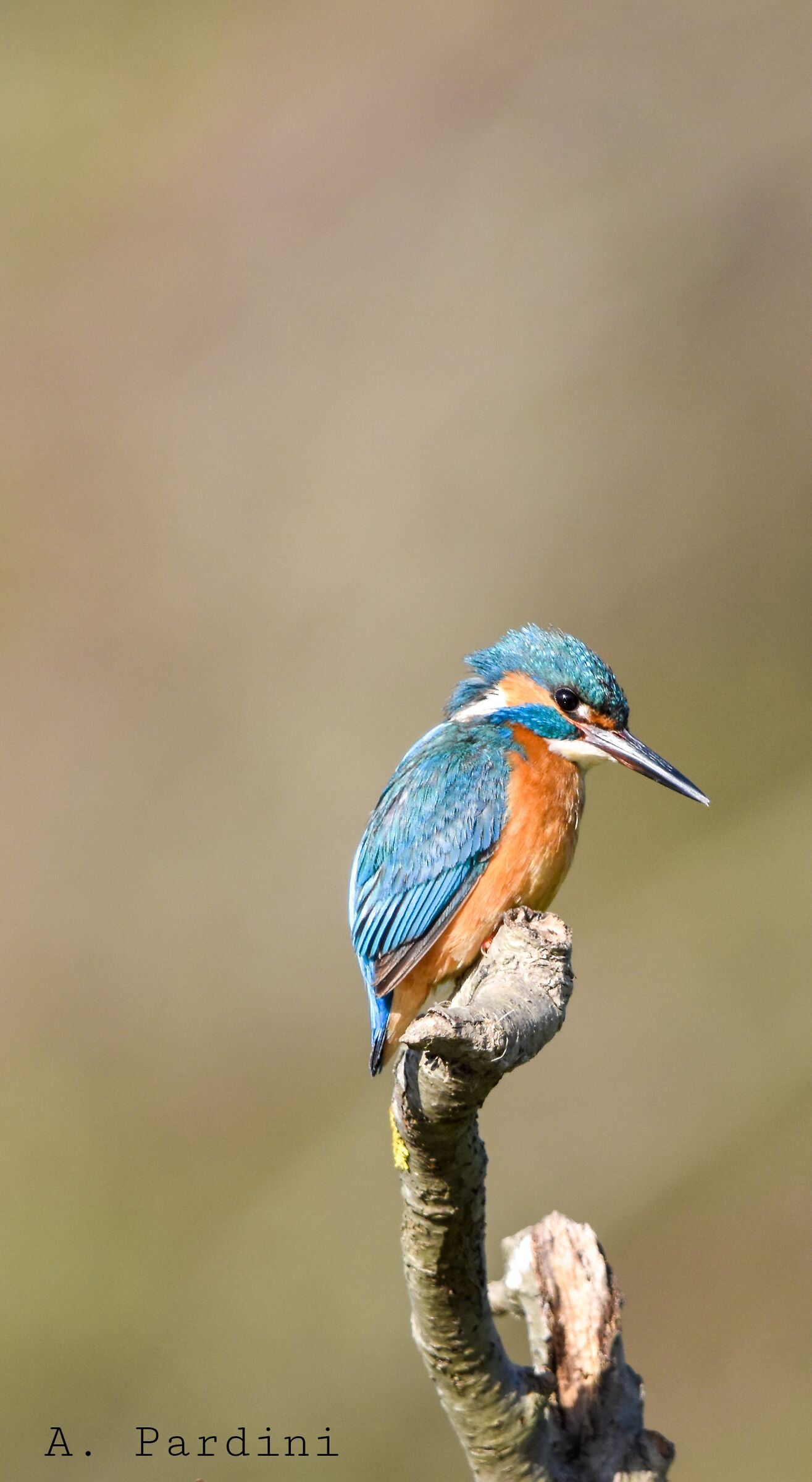 Martin Pescatore da capanno, Toscana.