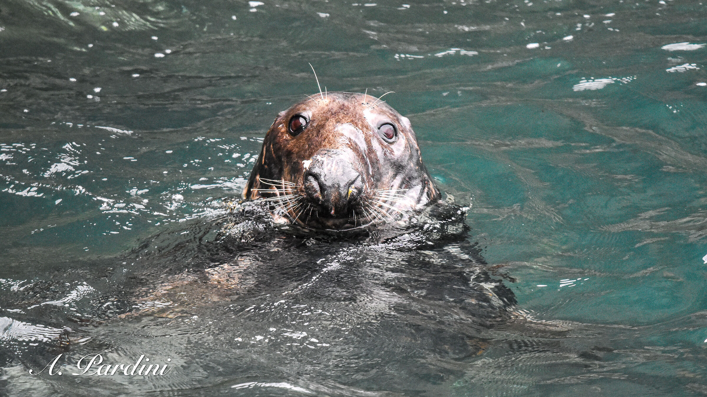 Grey Seal, Skomer Island, Galles