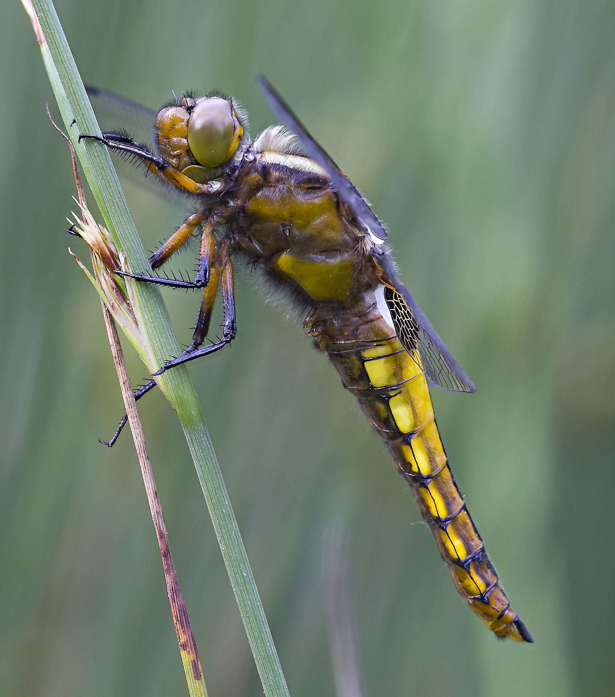 Dragonfly