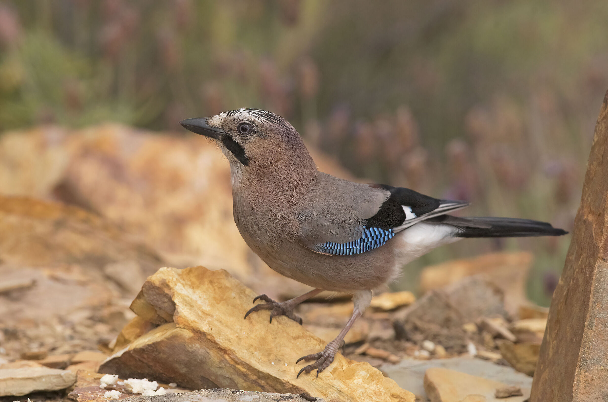 jay