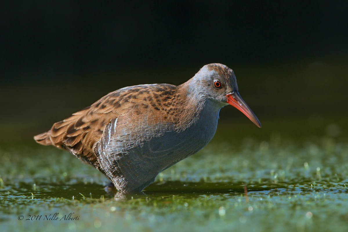 porciglione nell'alga