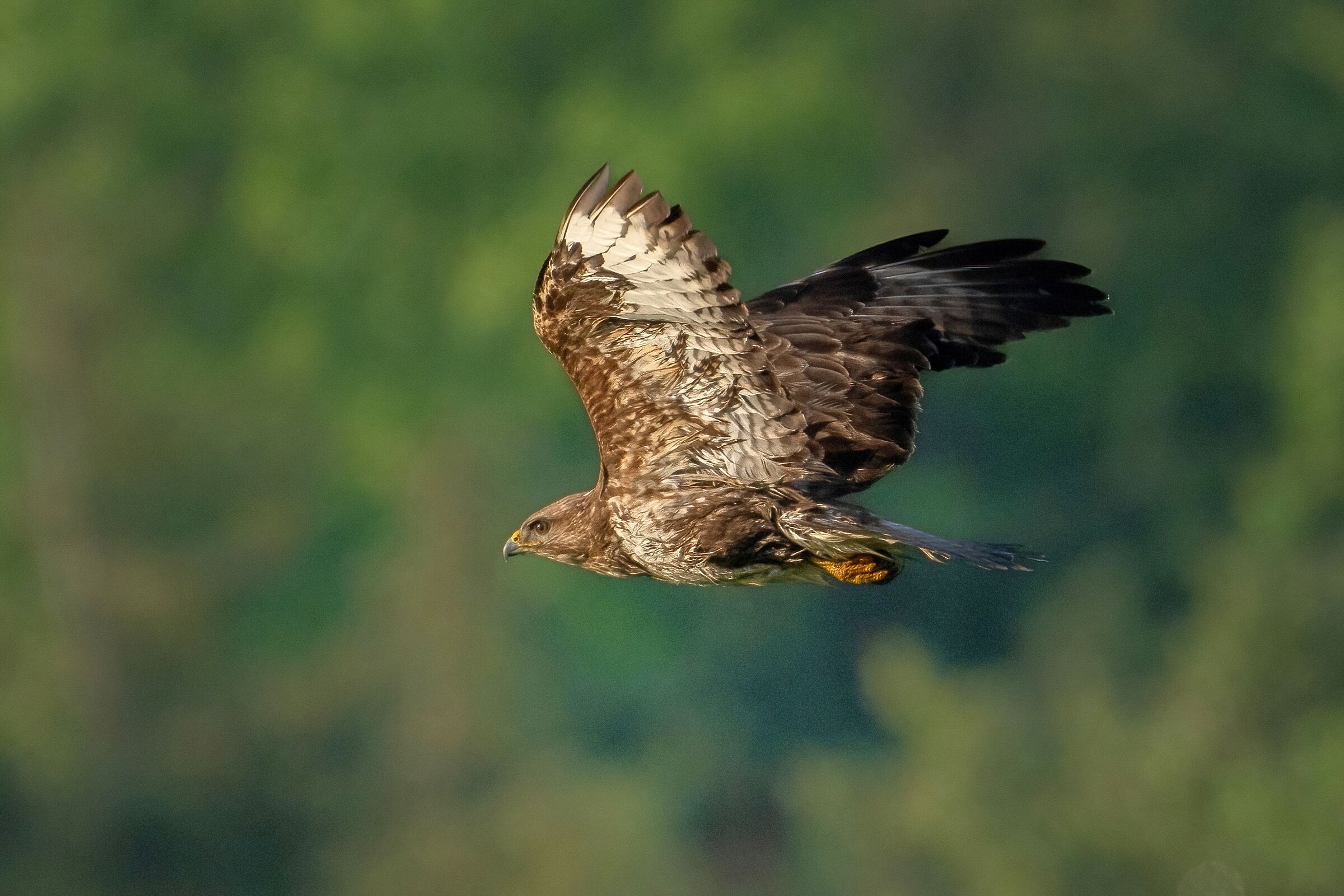 Buzzard (Buteo buteo)