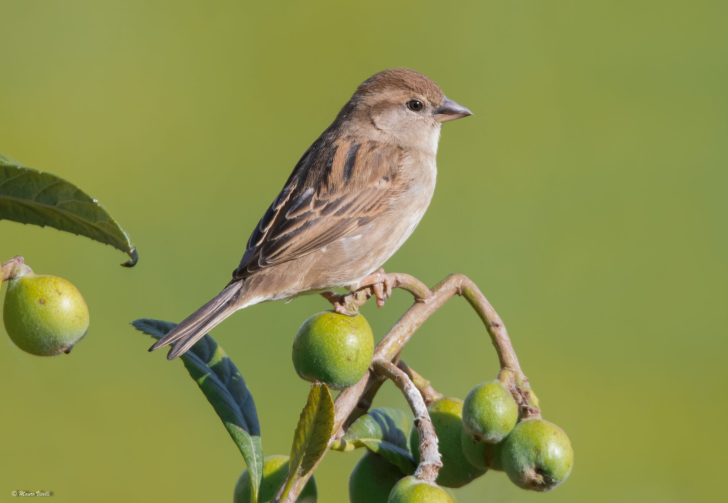 Italian flounder (Passer italiae)