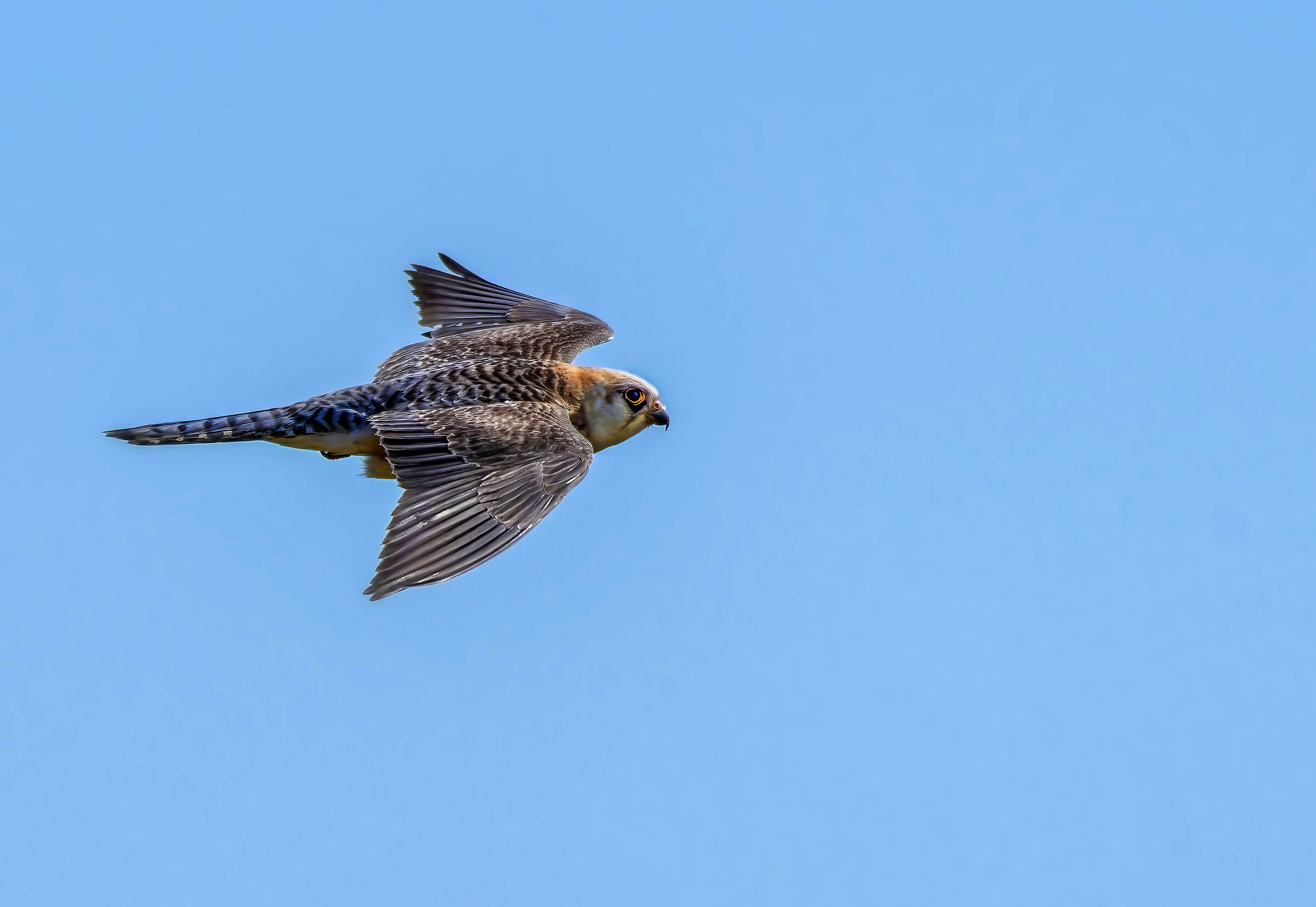 falco cuculo