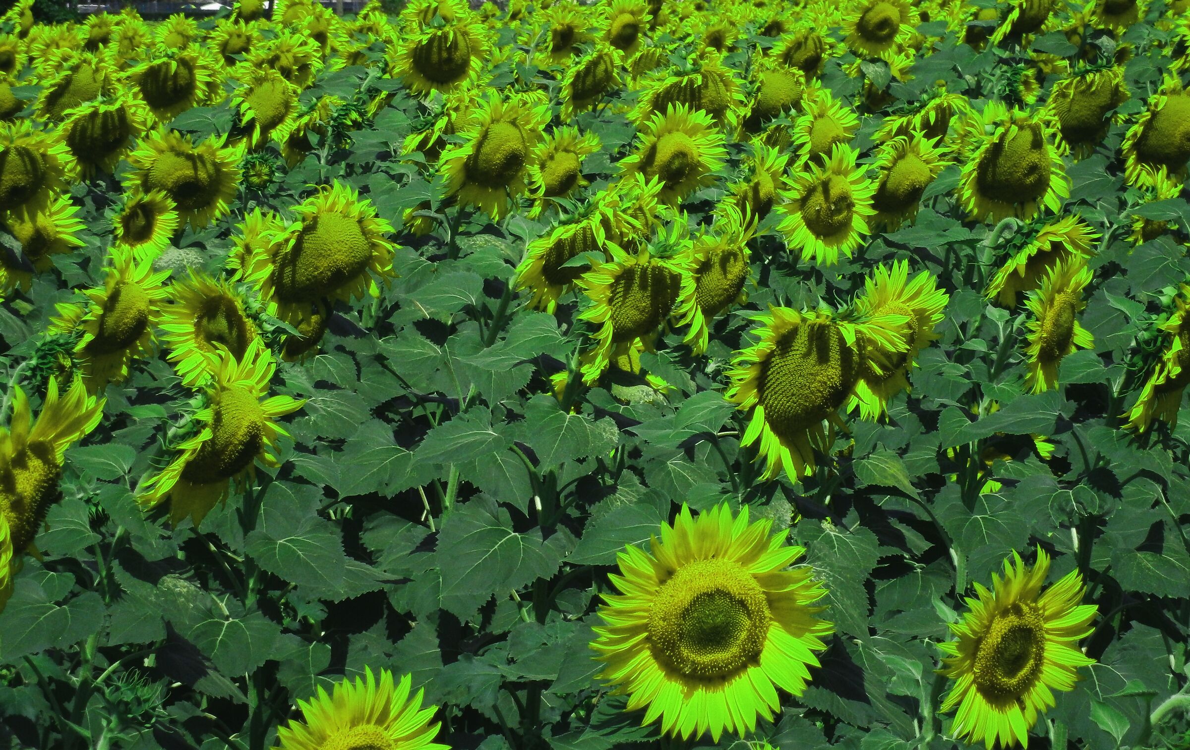 Sunflowers