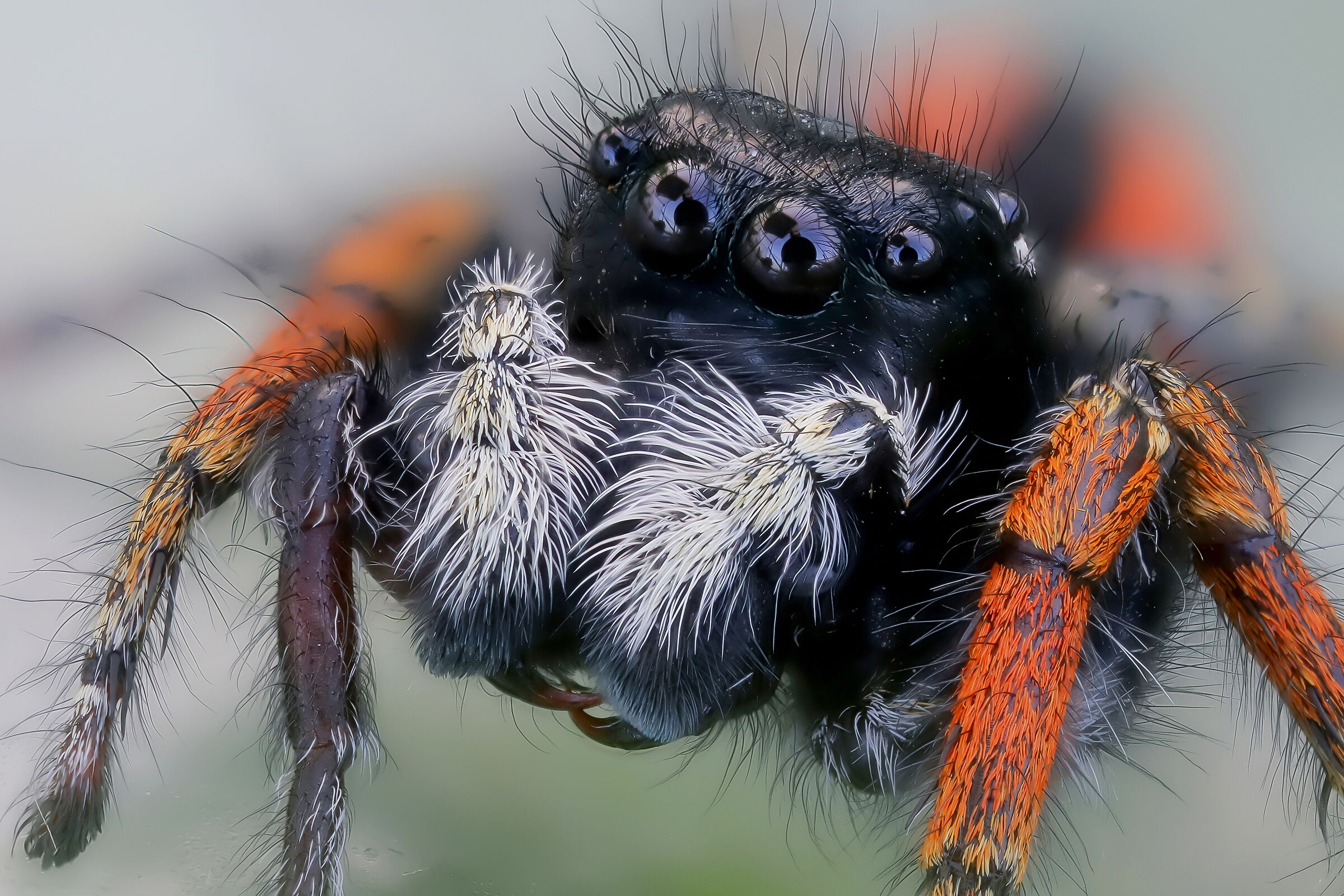 Philaeus chrysops male