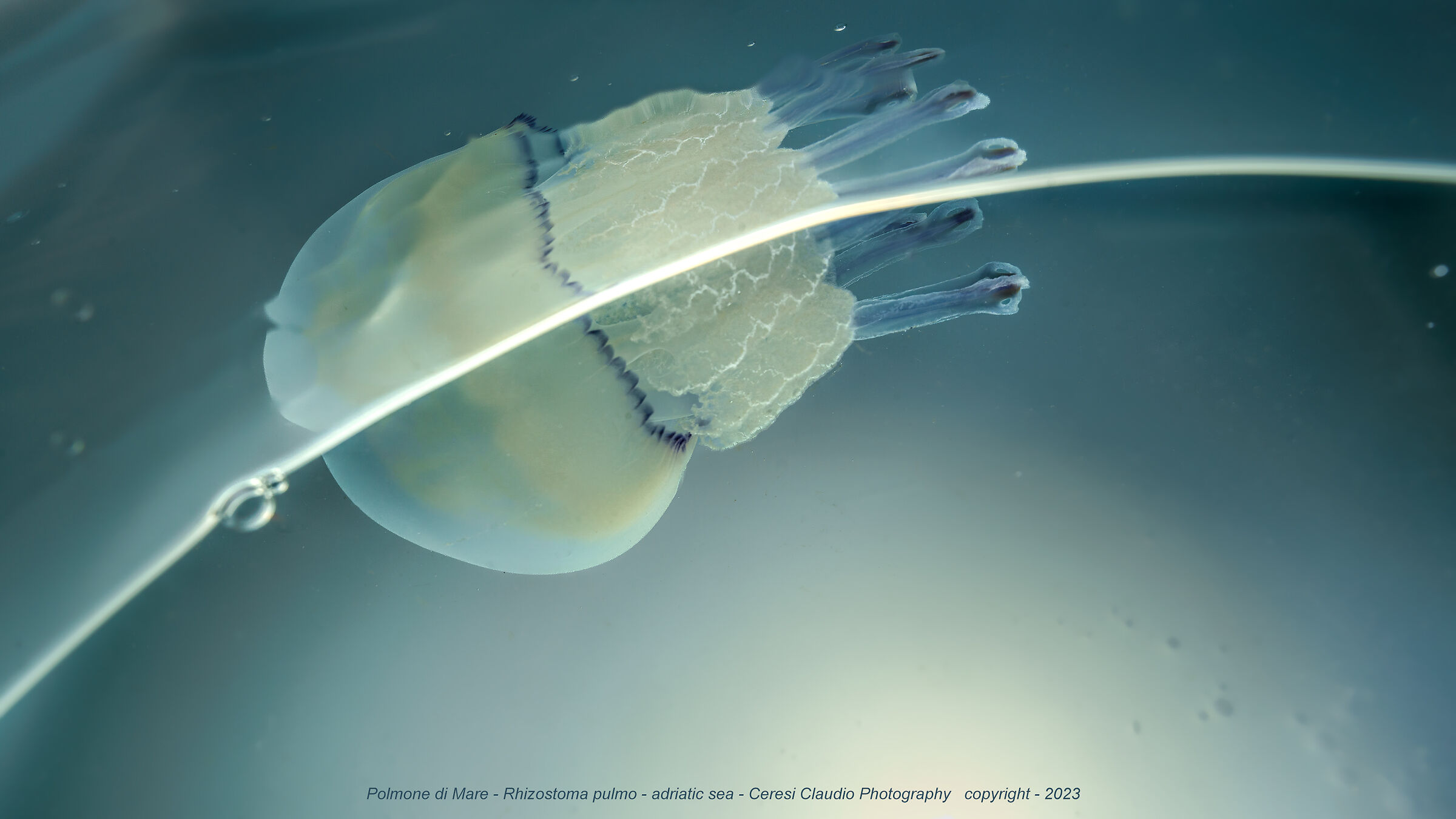 lung of the sea in Valverde di Cesenatico