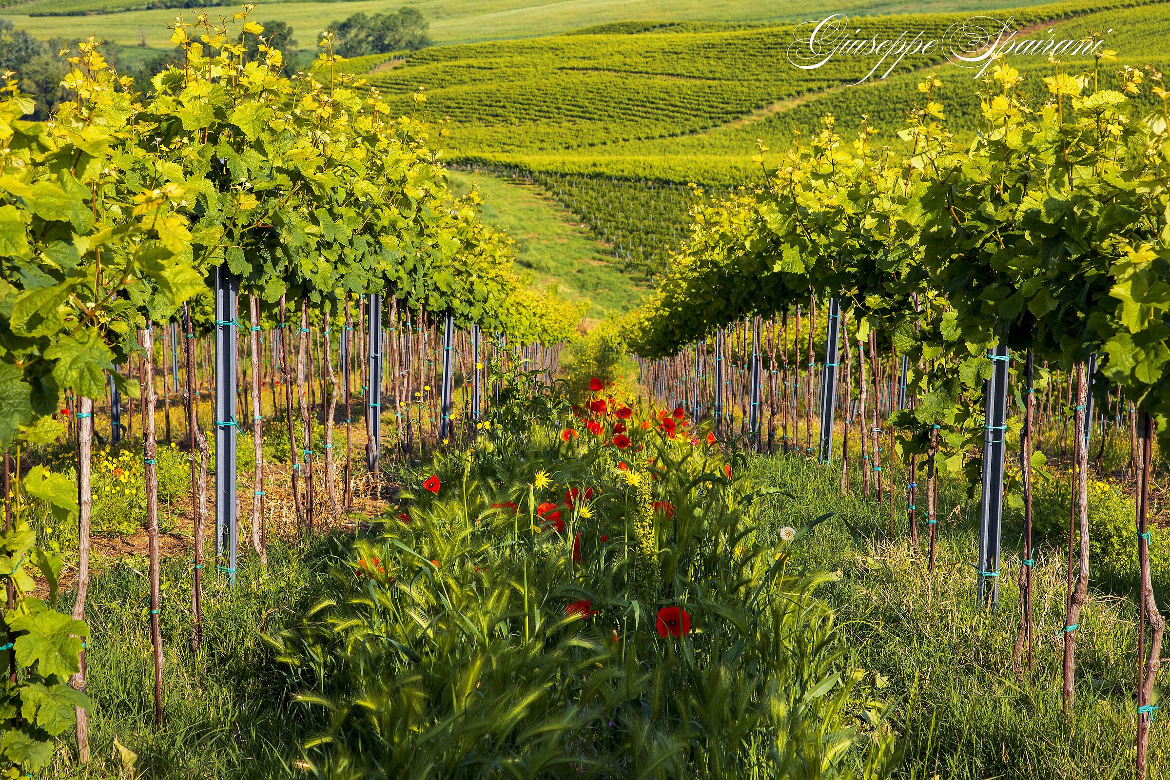 immagini dall'Oltrepò Pavese