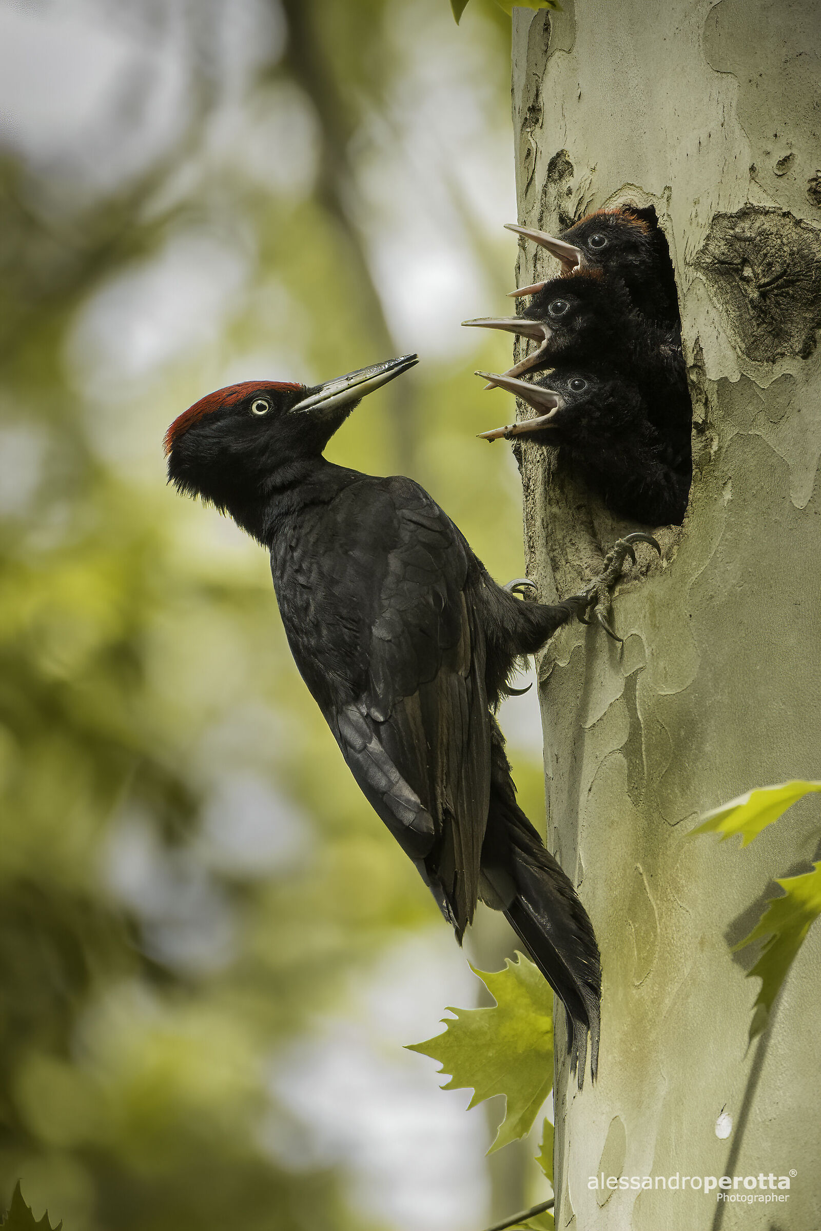 Dryocopus martius (Black ?? Woodpecker)