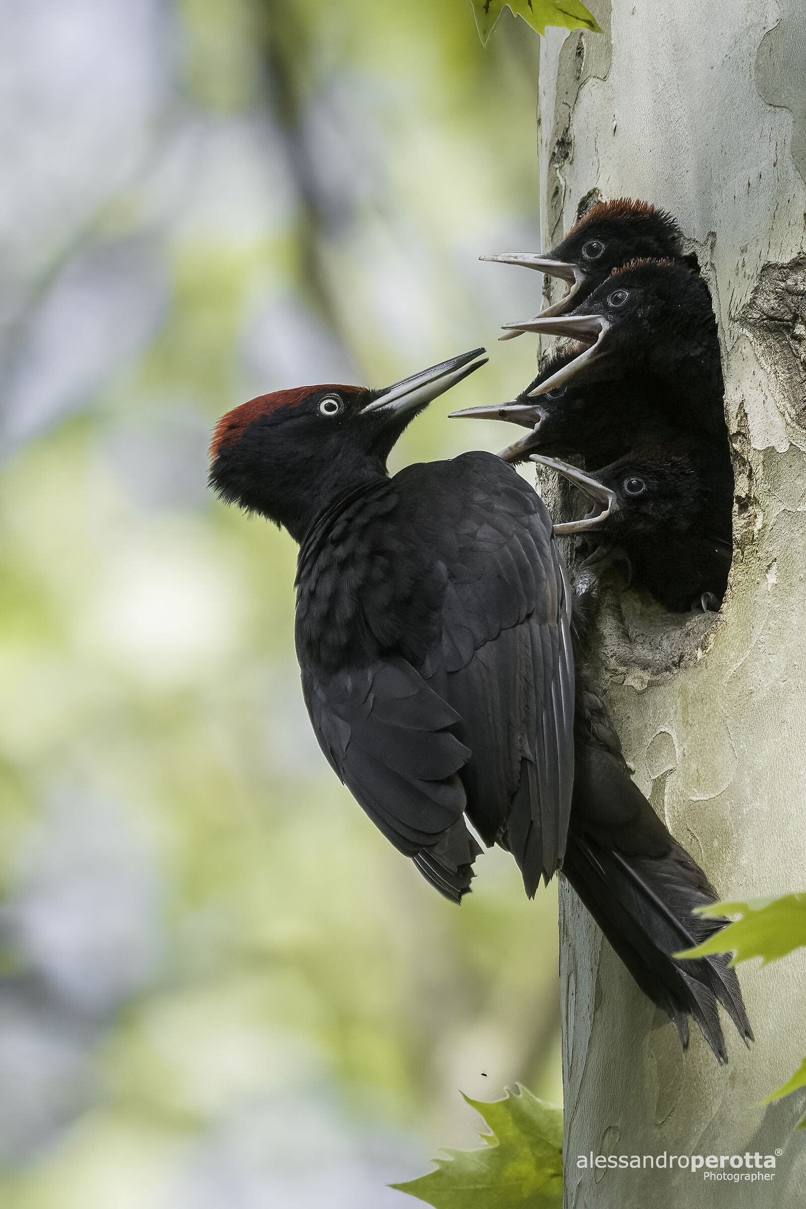 Dryocopus martius (Black ?? Woodpecker)