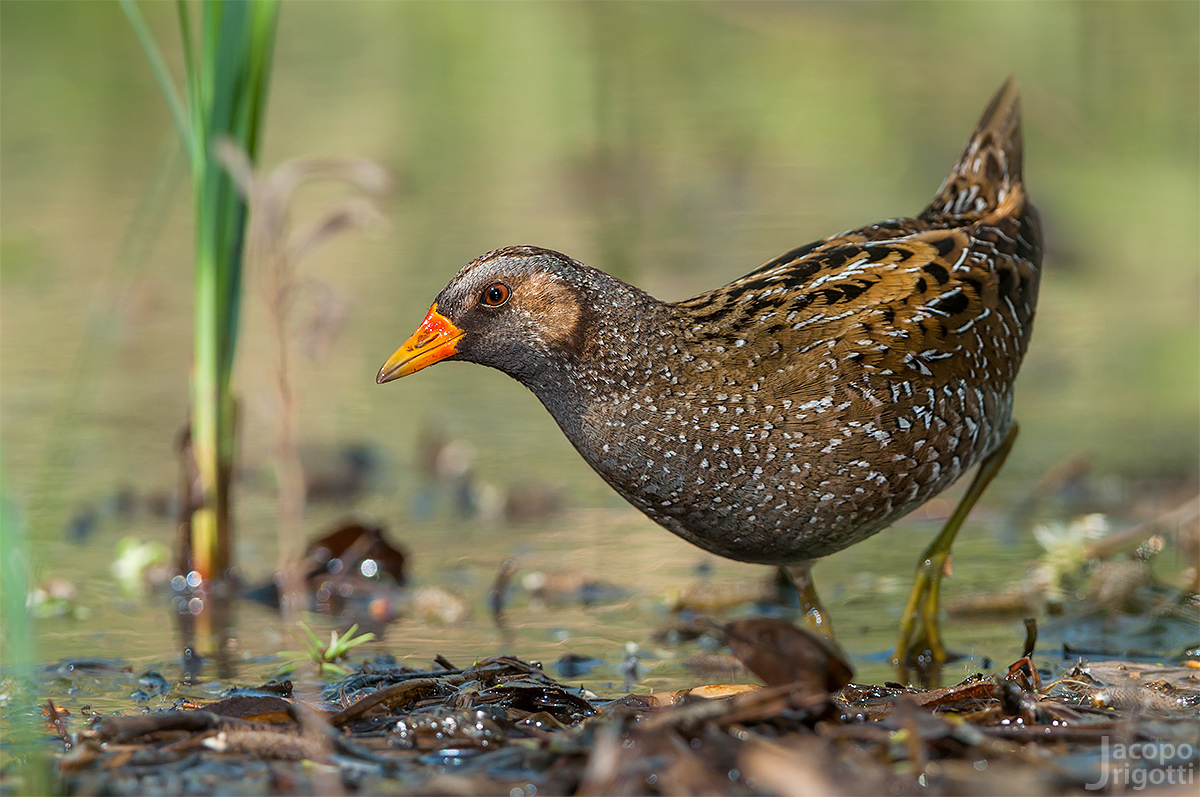 Spotted Crake